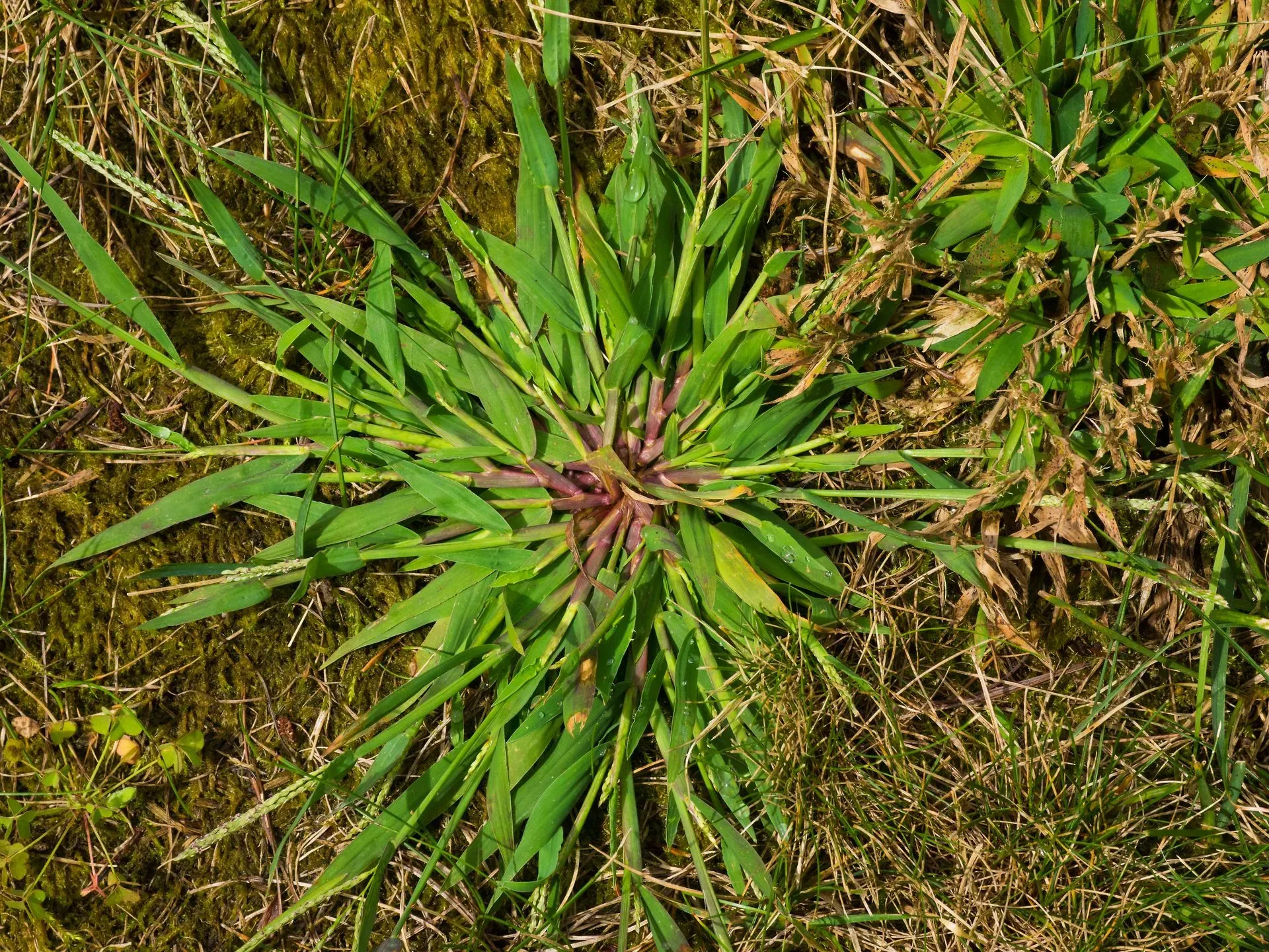 Green grass weed rosette with a purple center growing in dry soil