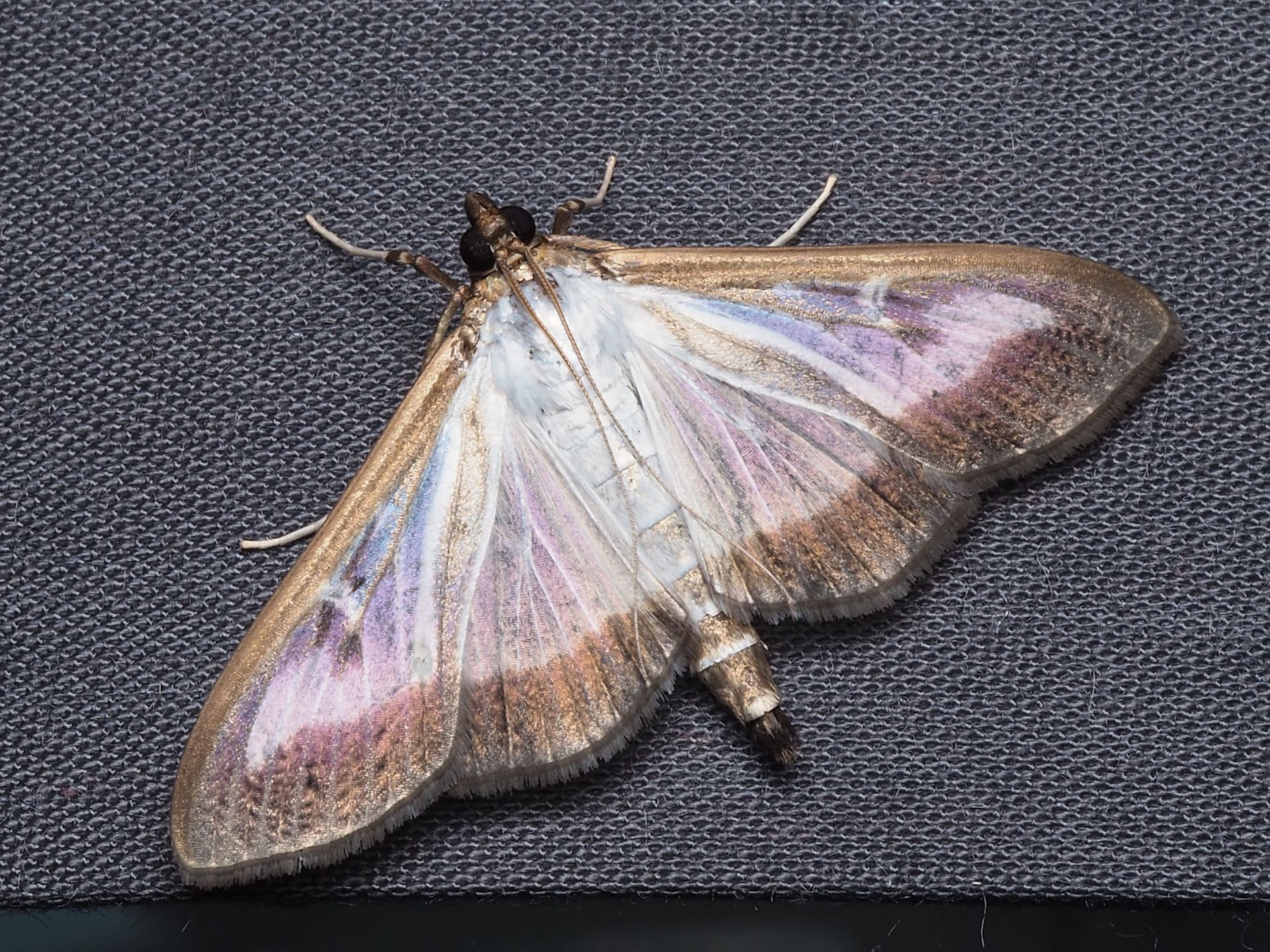 White moth with pink and purple markings resting on dark fabric.