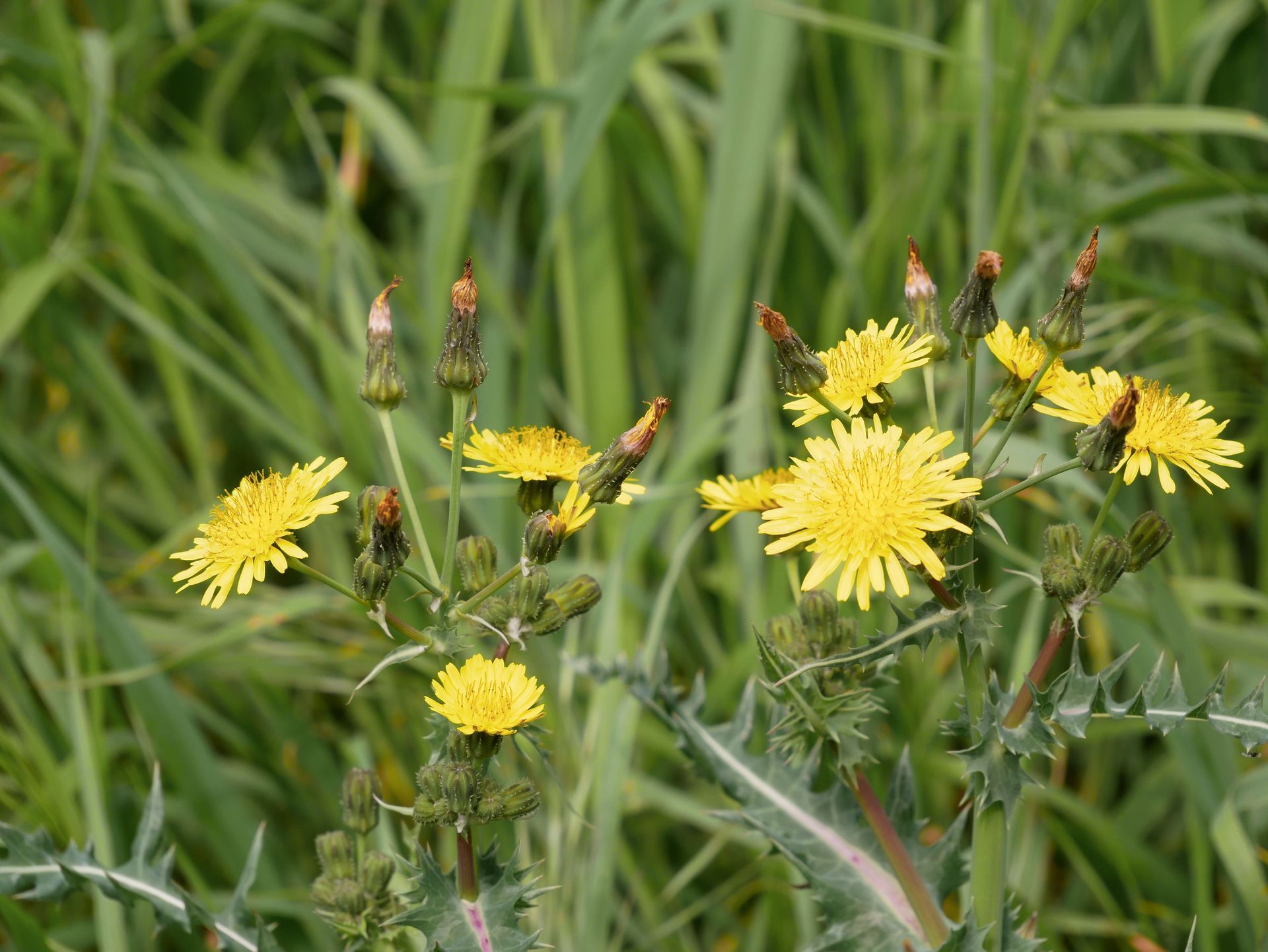 Yellow wildflowers blooming in a grassy field