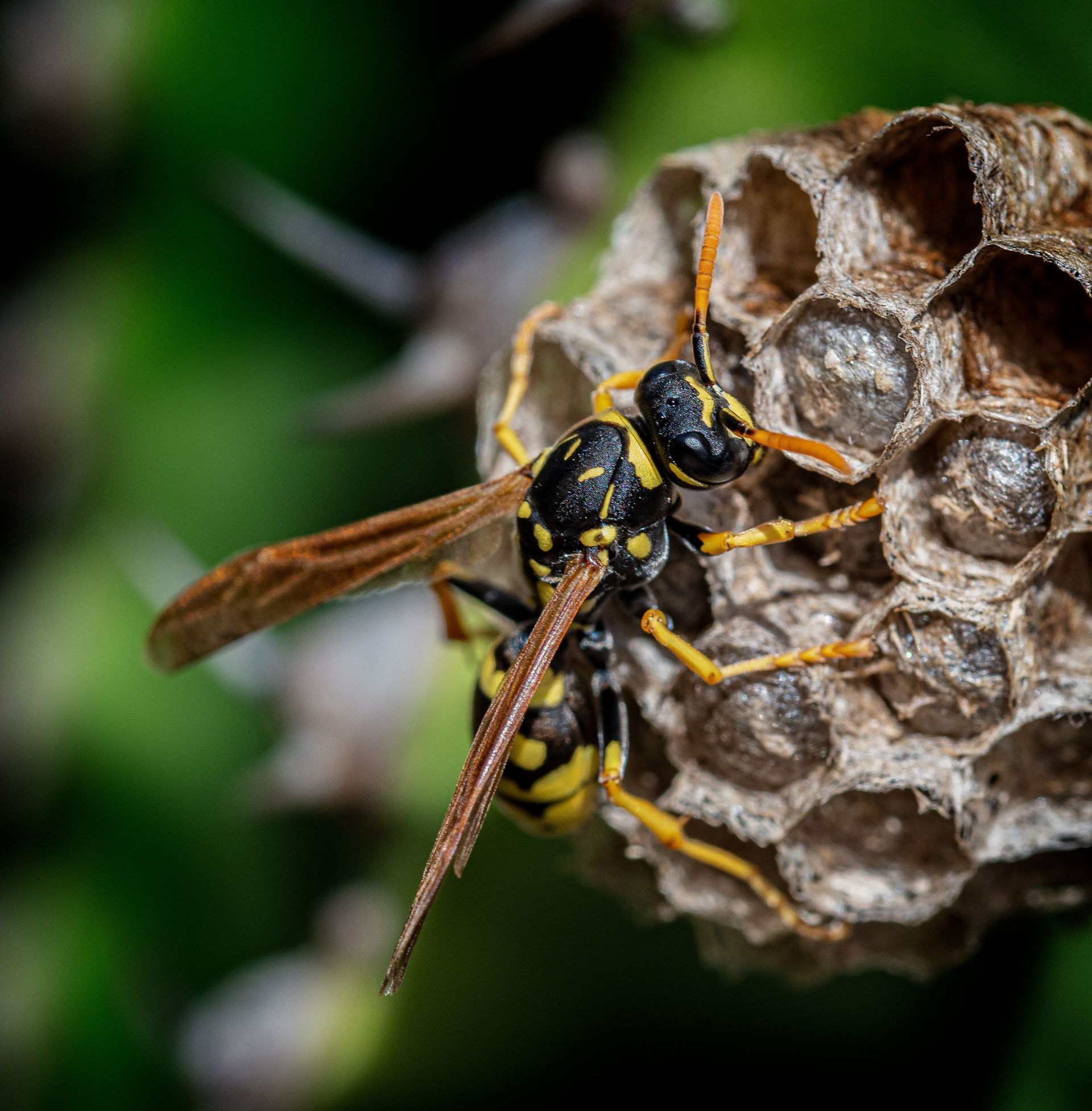 Two yellow-and-black wasps on a paper nest against a blurred green background