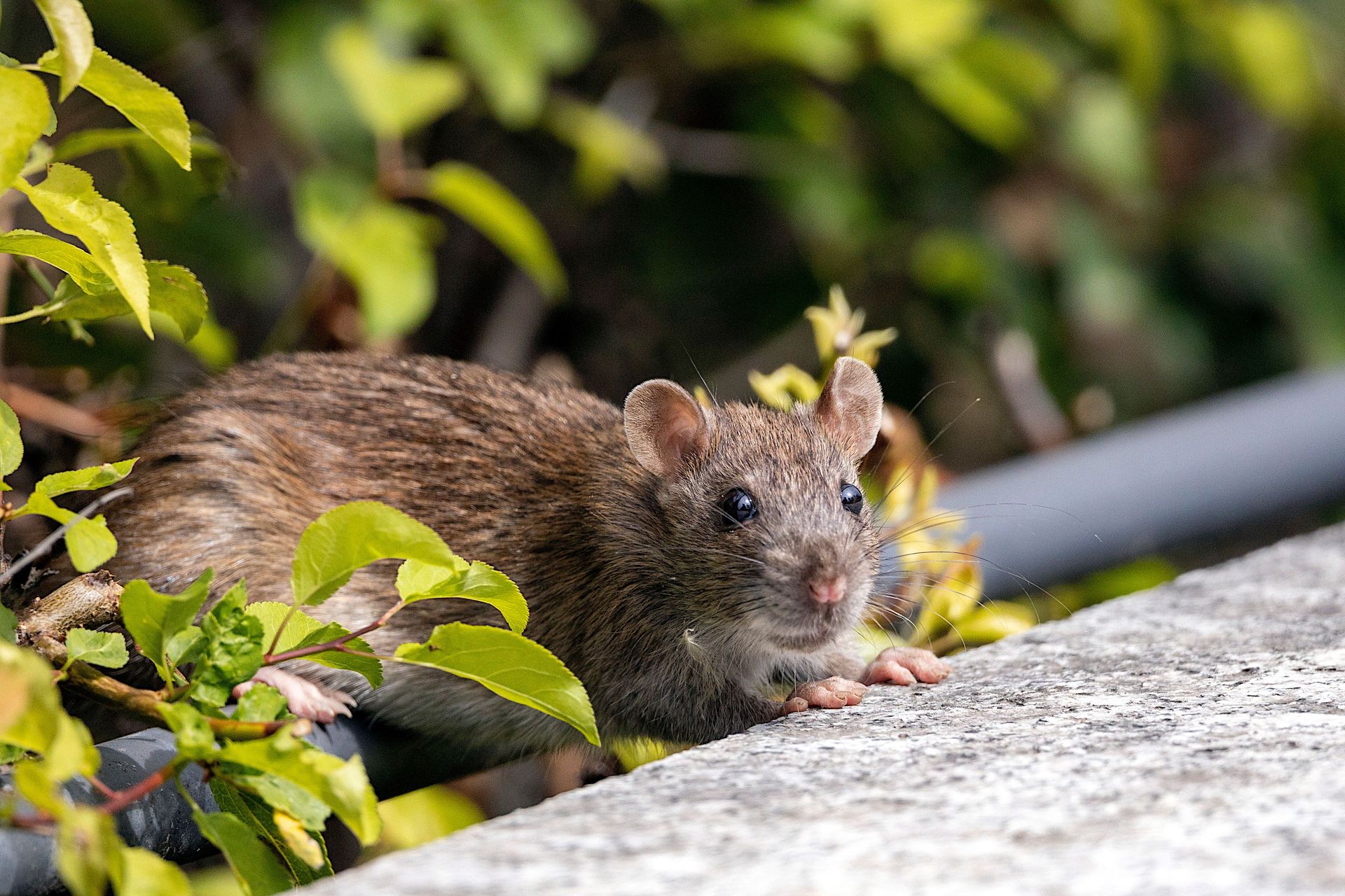 Brown rat on a concrete ledge beside green leaves, looking toward the camera