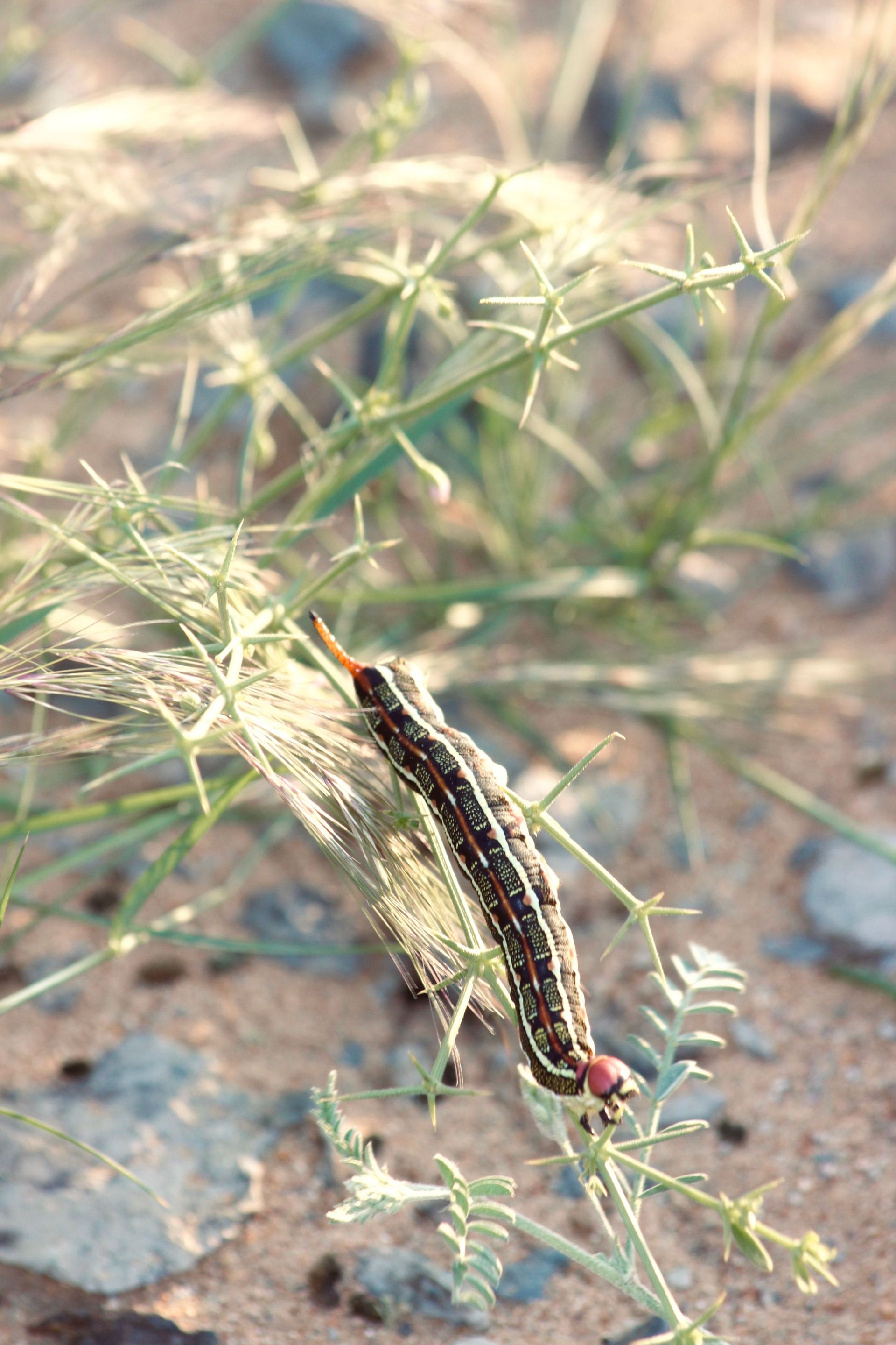 Striped caterpillar on a grassy stem outdoors
