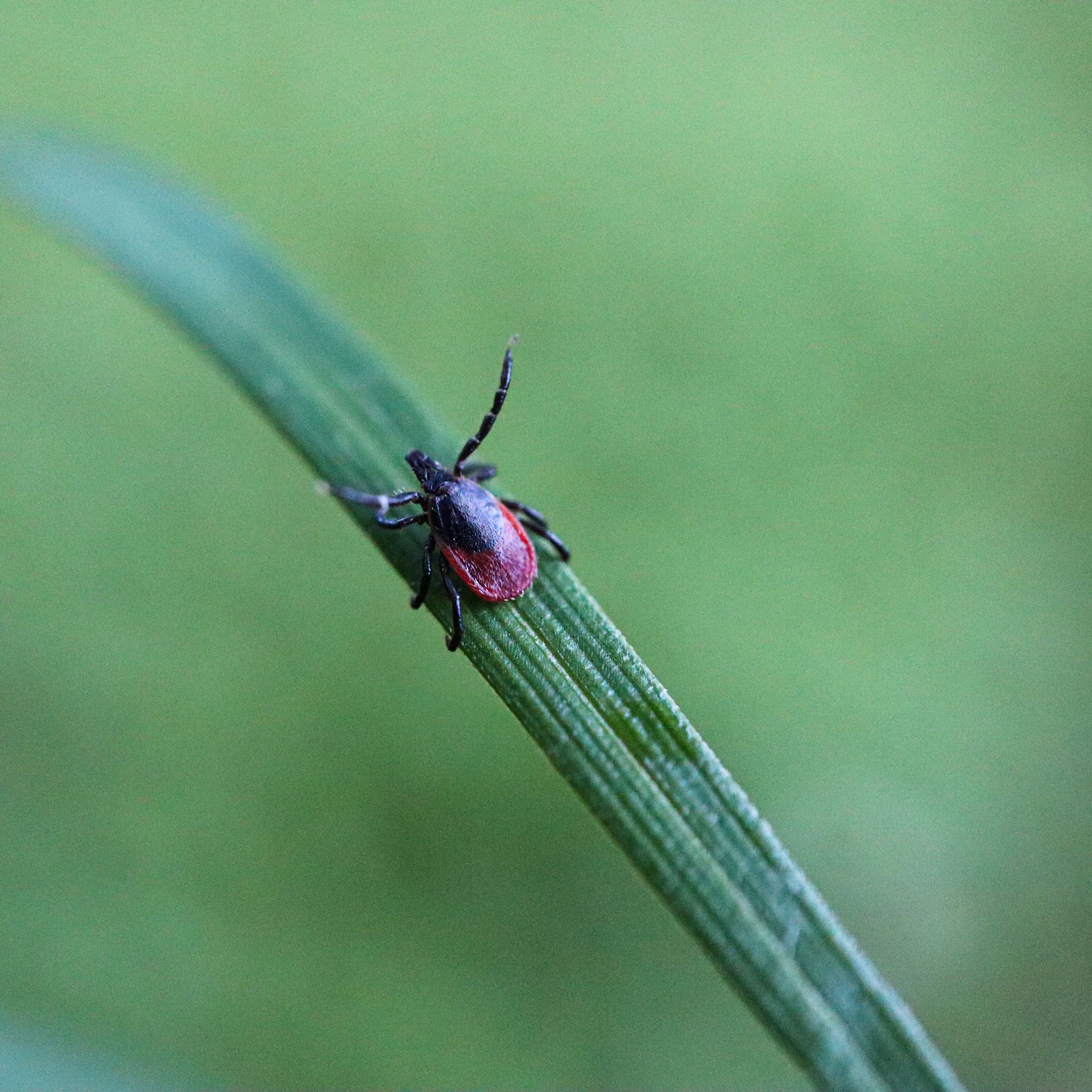 Red tick on a green blade of grass against a blurred green background