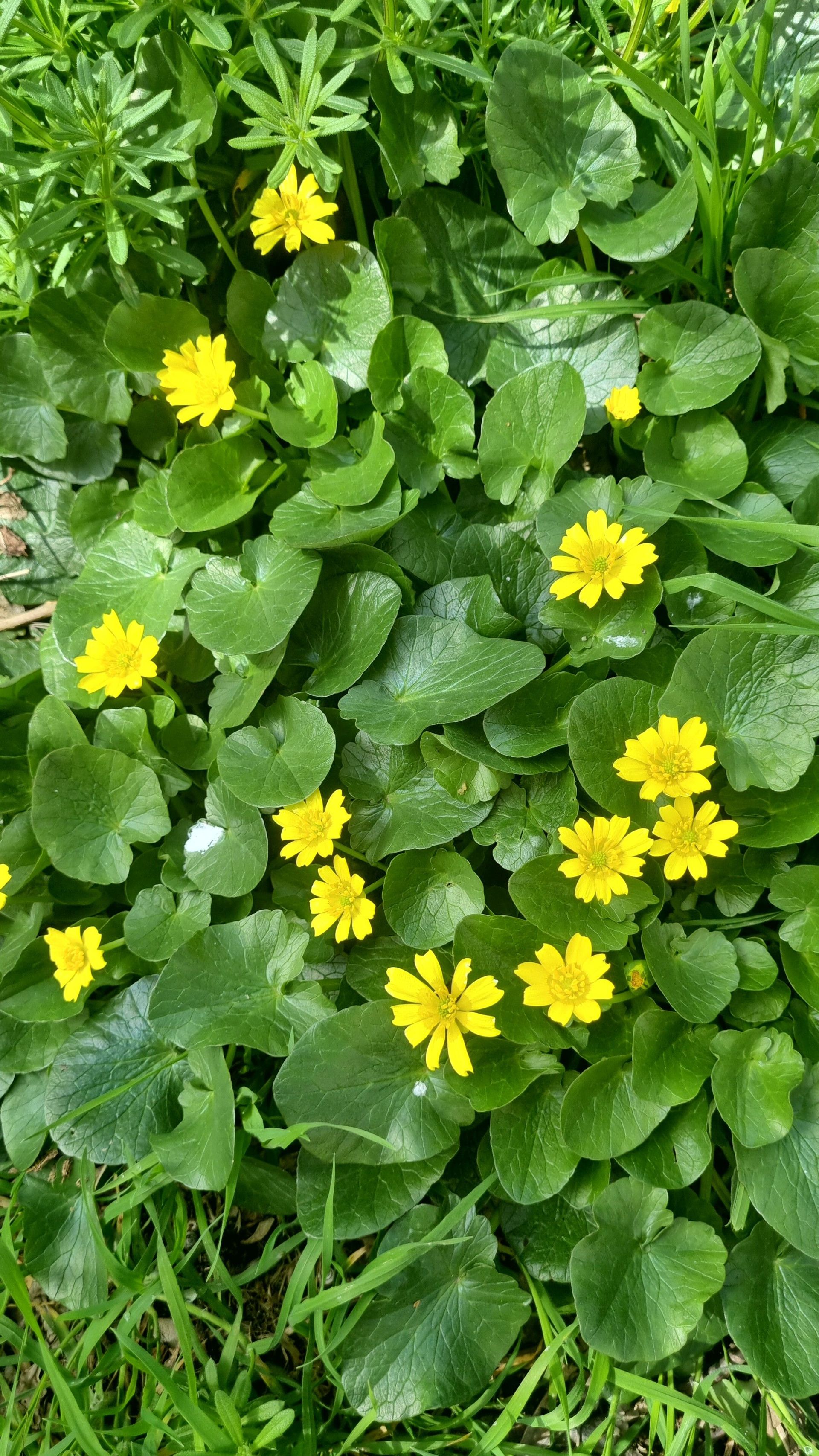 Green leafy ground cover with small bright yellow flowers scattered throughout