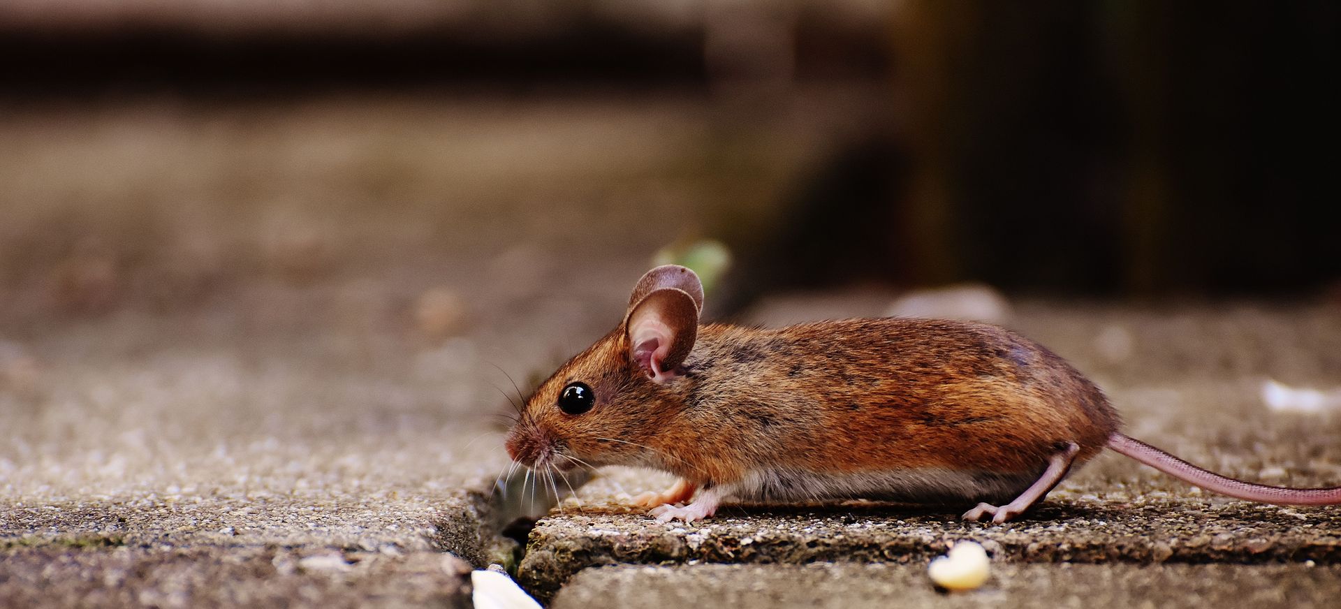 Small brown mouse on concrete, sniffing the ground in a close-up outdoor scene