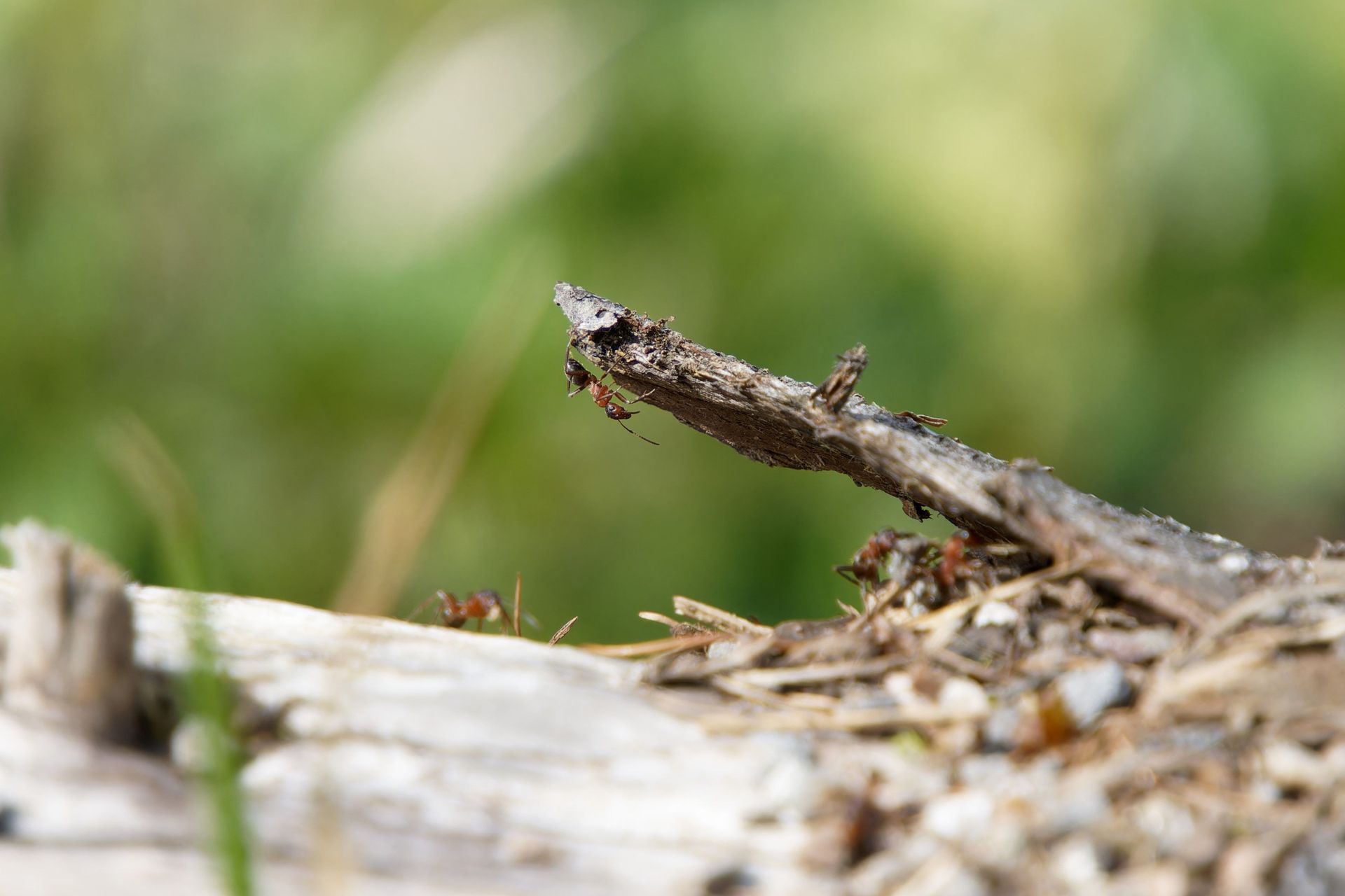 Close-up of a small brown frog on a twig, with a blurred green background