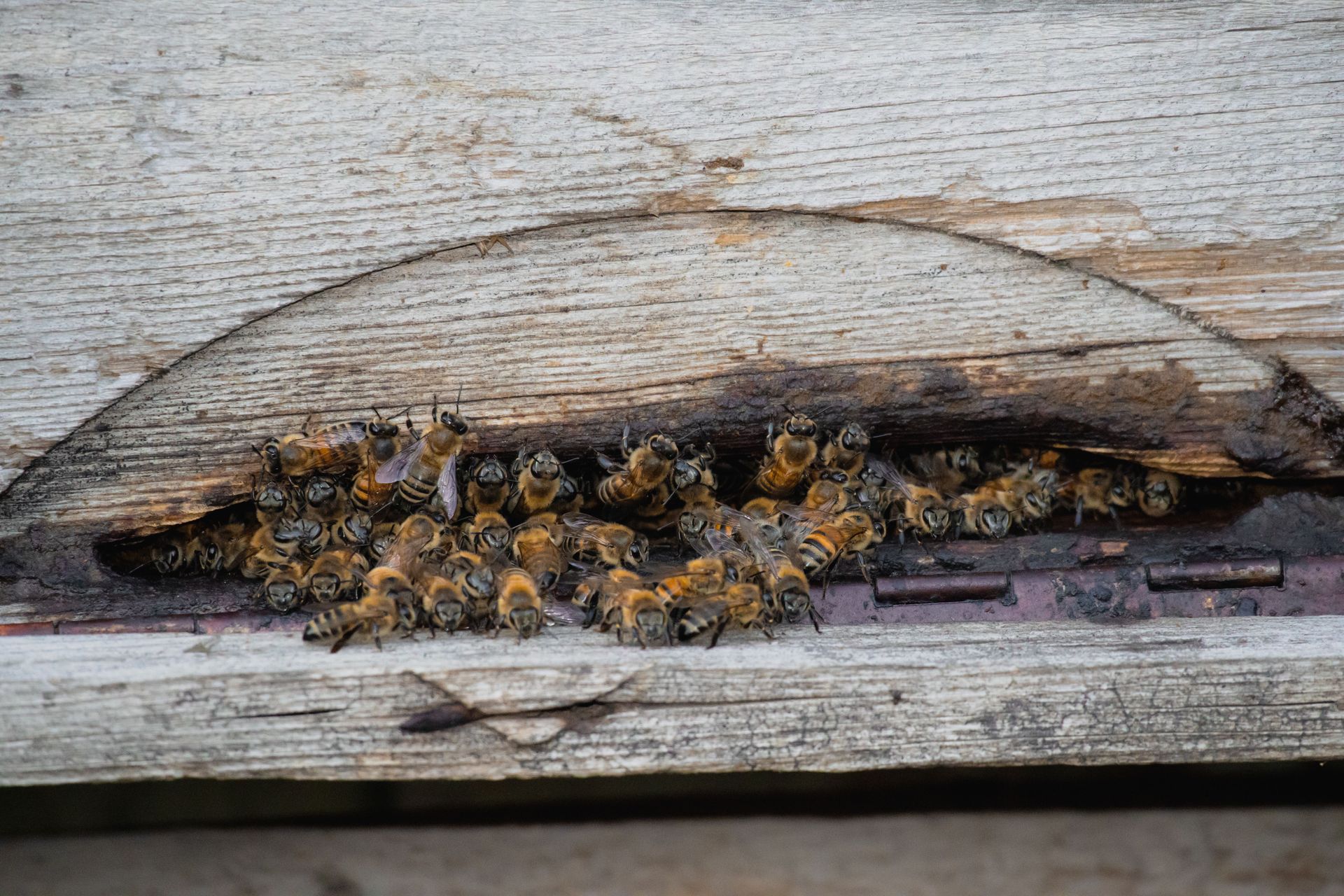 Swarm of bees clustered inside a crack in weathered wooden siding