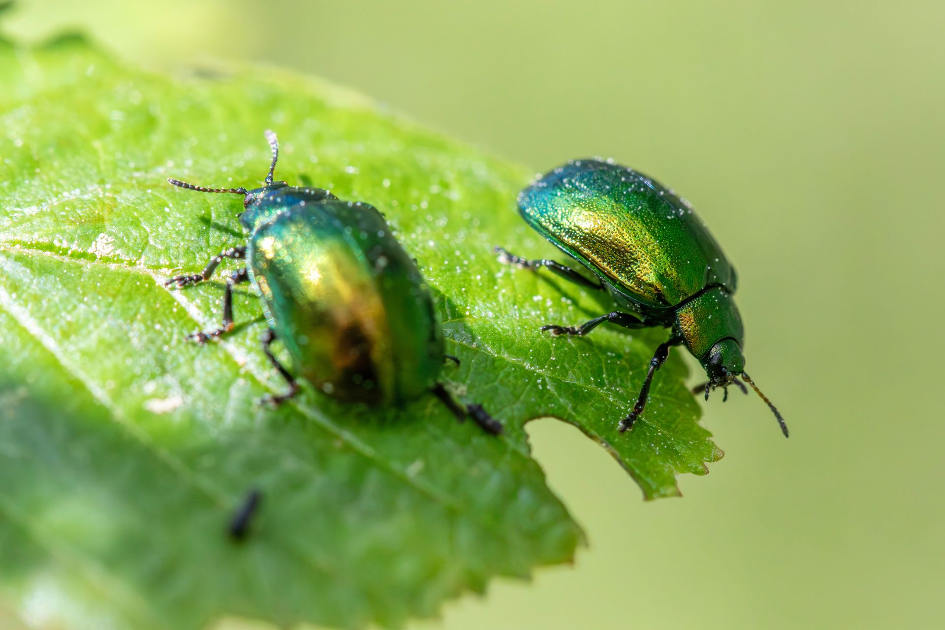 Two metallic green beetles on a leaf, one in focus and one blurred in the foreground.