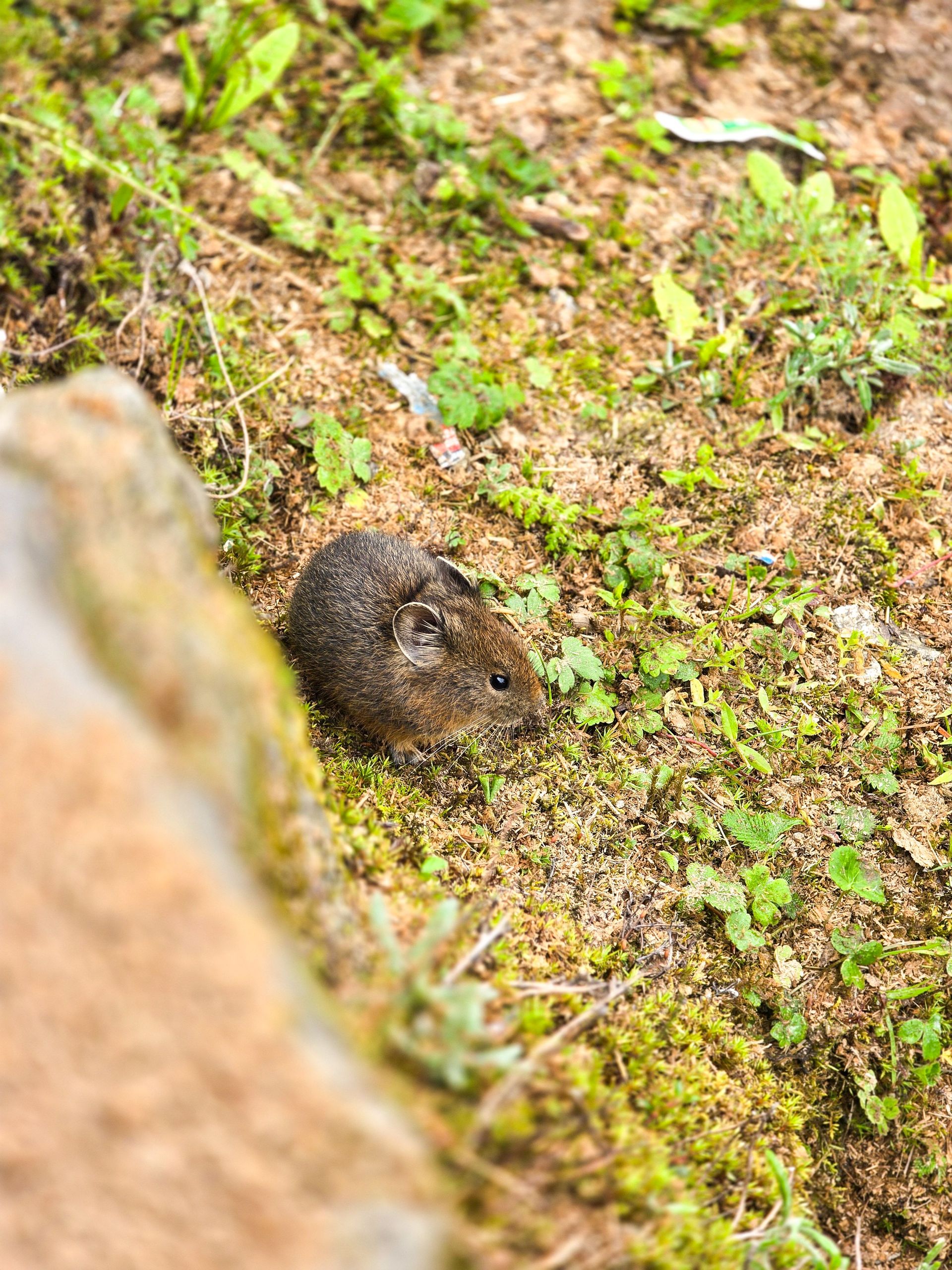 Small brown rodent on mossy ground near a rock, partially hidden in vegetation.
