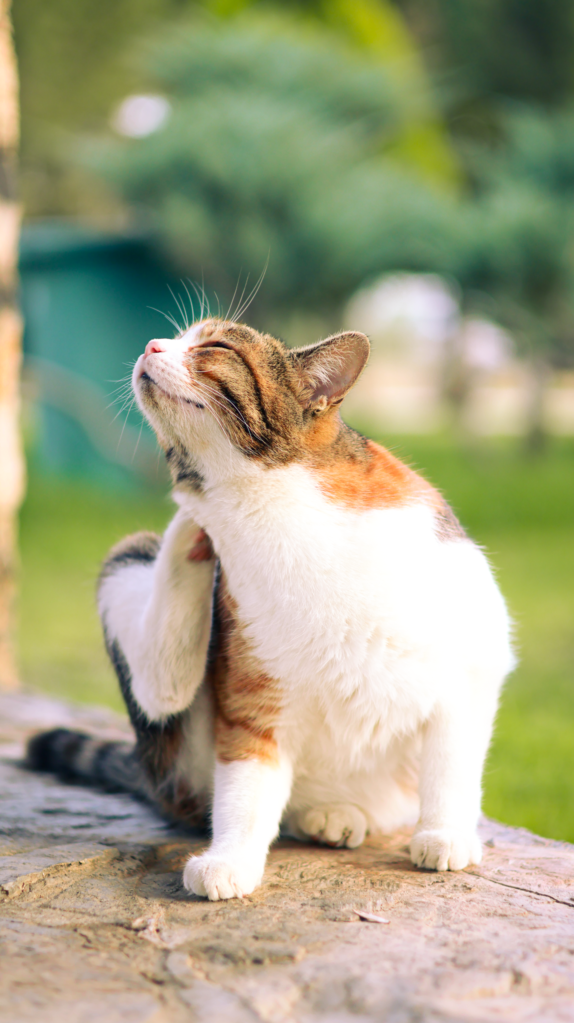 Calico cat sitting on a stone ledge, looking up with green grass and blurred trees in the background