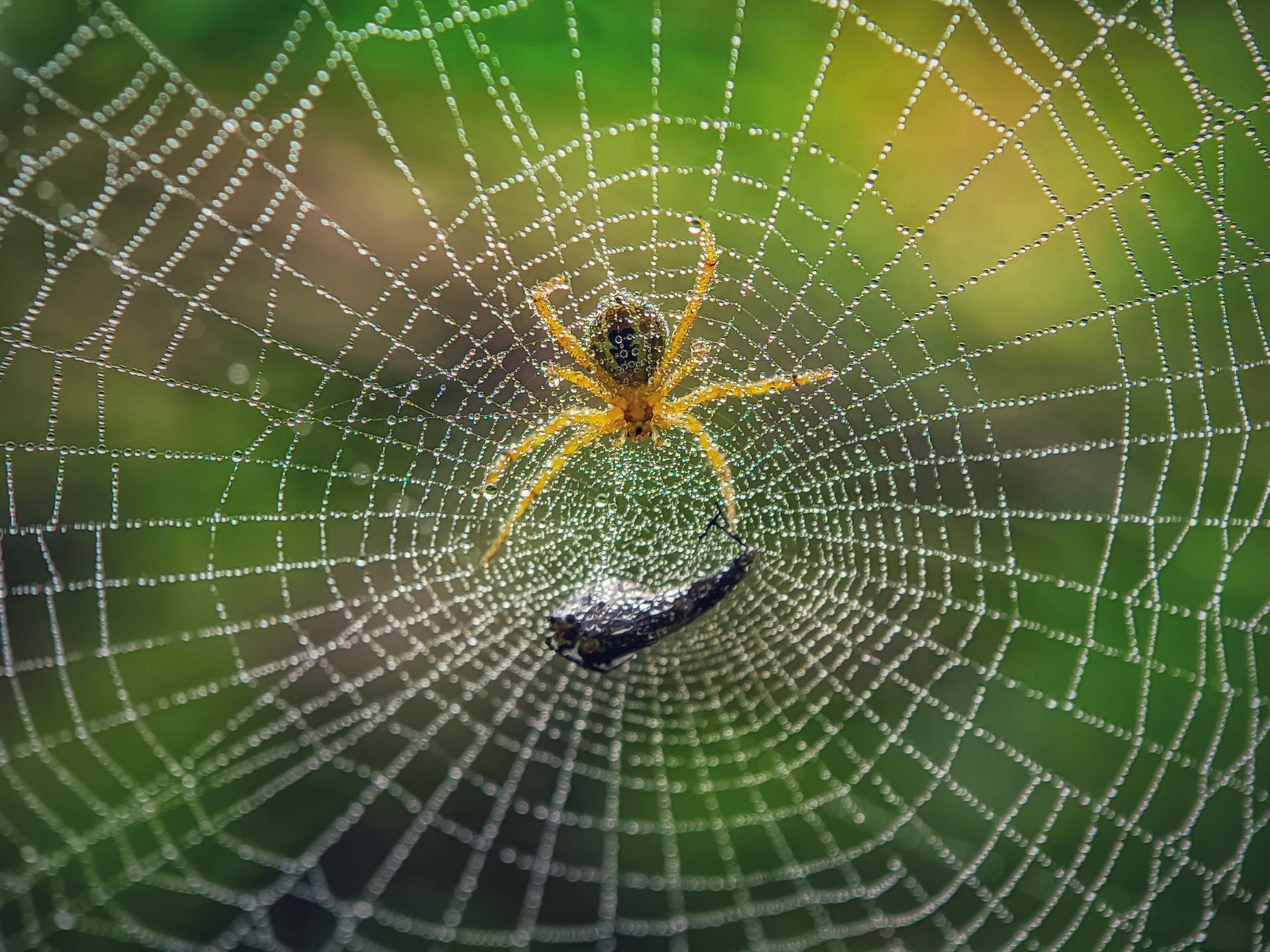 Orange spider on a spiral web with a trapped insect against a blurred green background