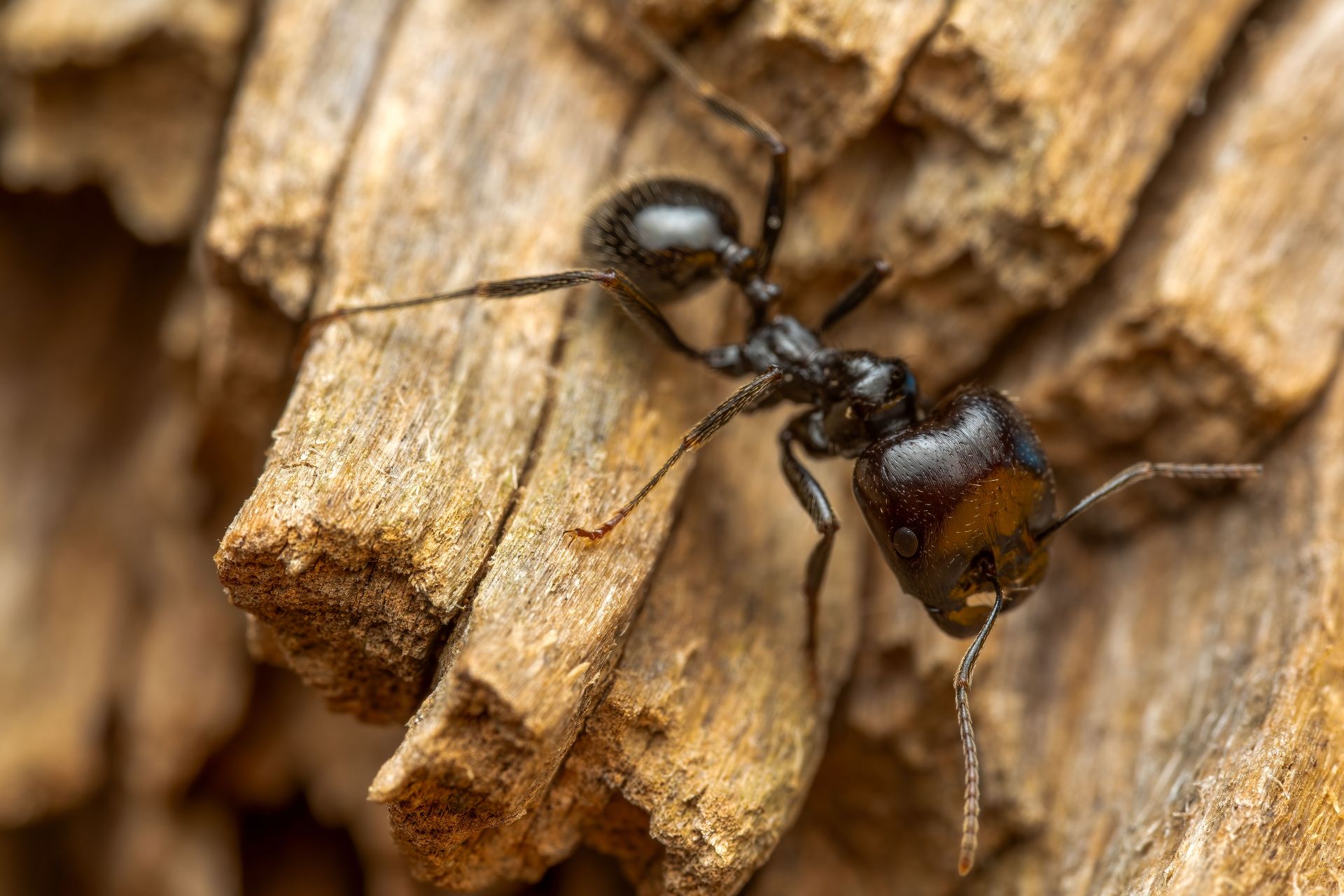 Close-up of a black ant climbing on rough brown wood bark