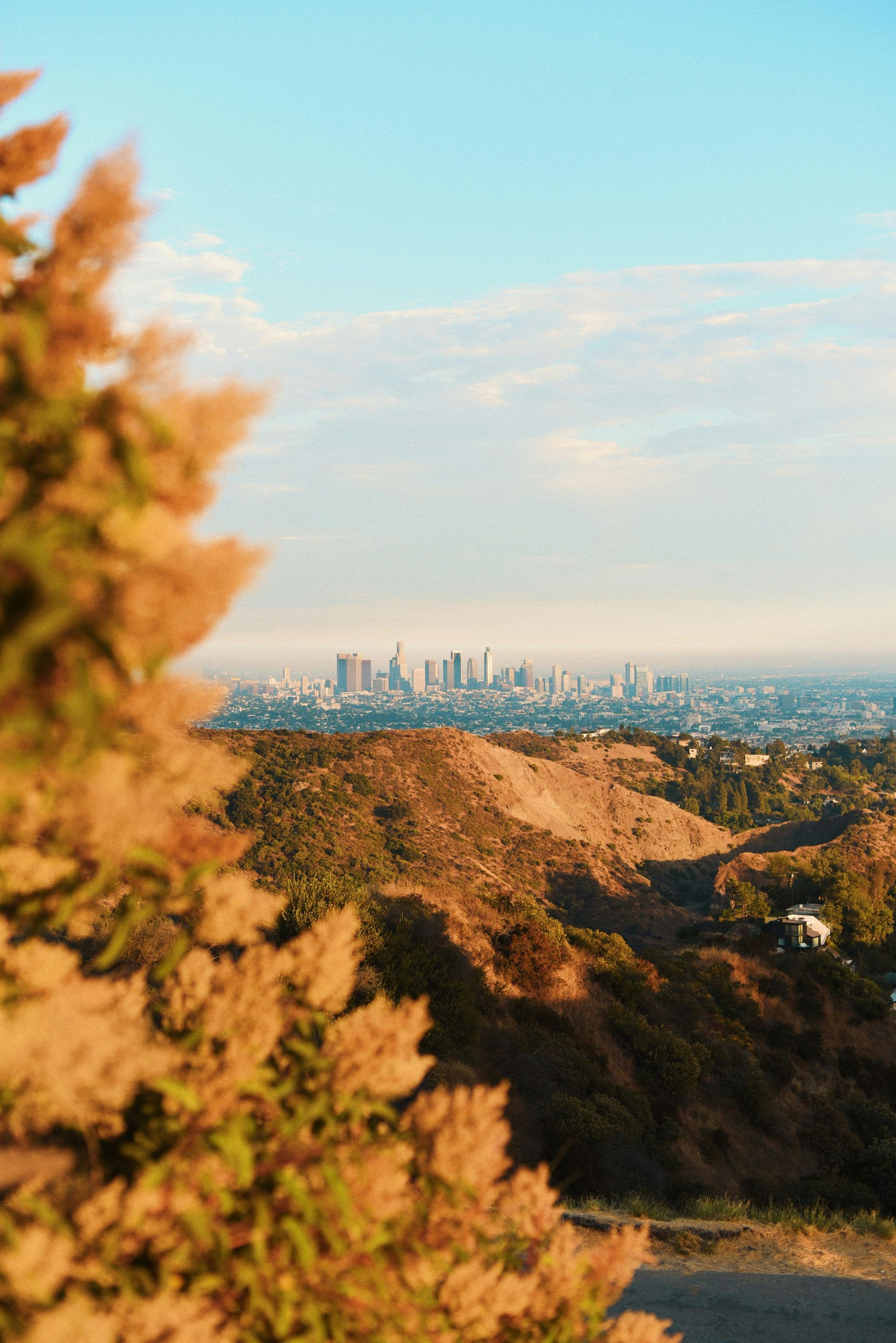 A cityscape of Los Angeles viewed from behind golden-hued, sunlit foliage on a hillside during the late afternoon.