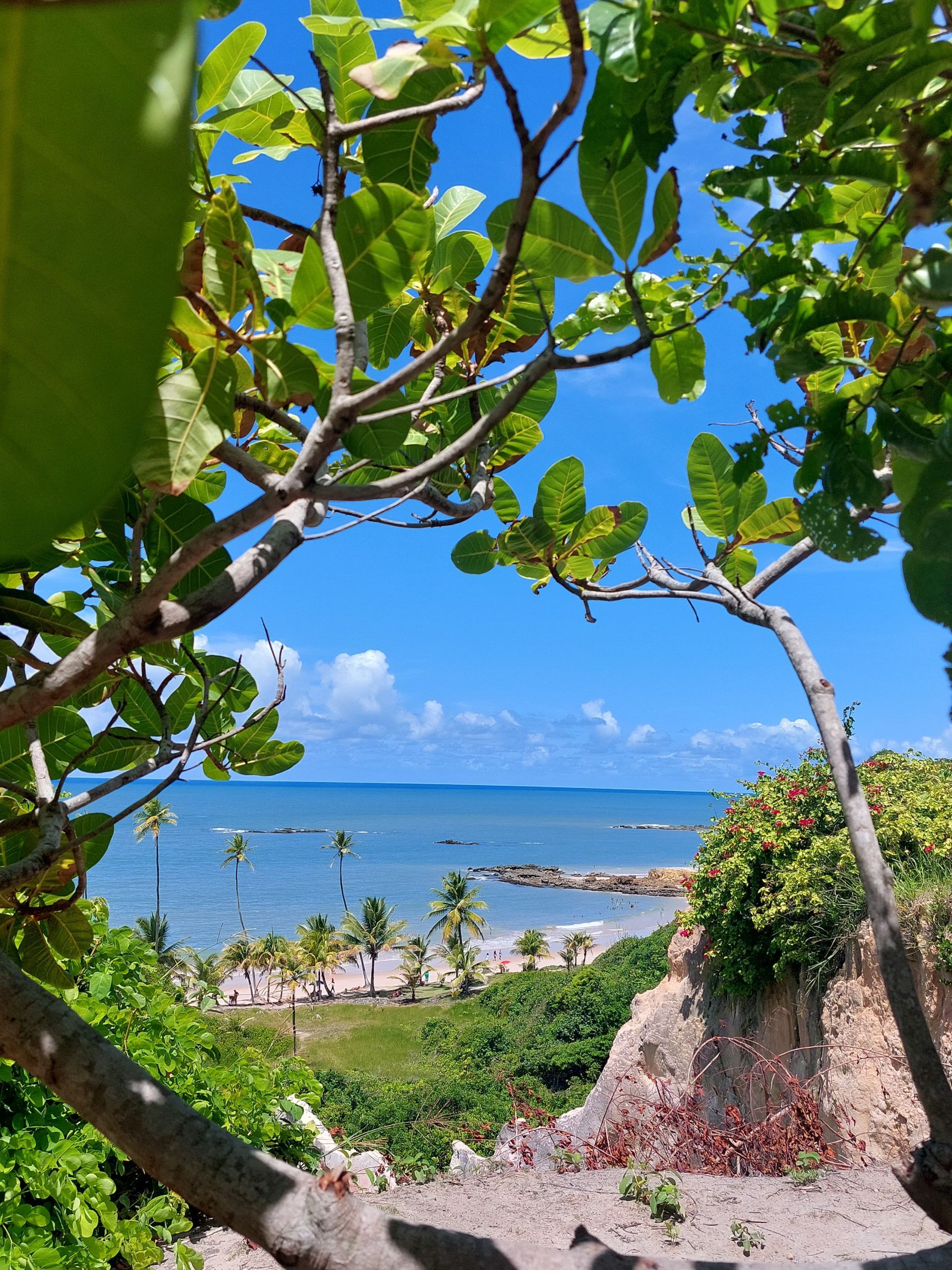Vista de uma praia e do oceano através de folhas e galhos verdes. Céu azul acima e penhasco à direita.