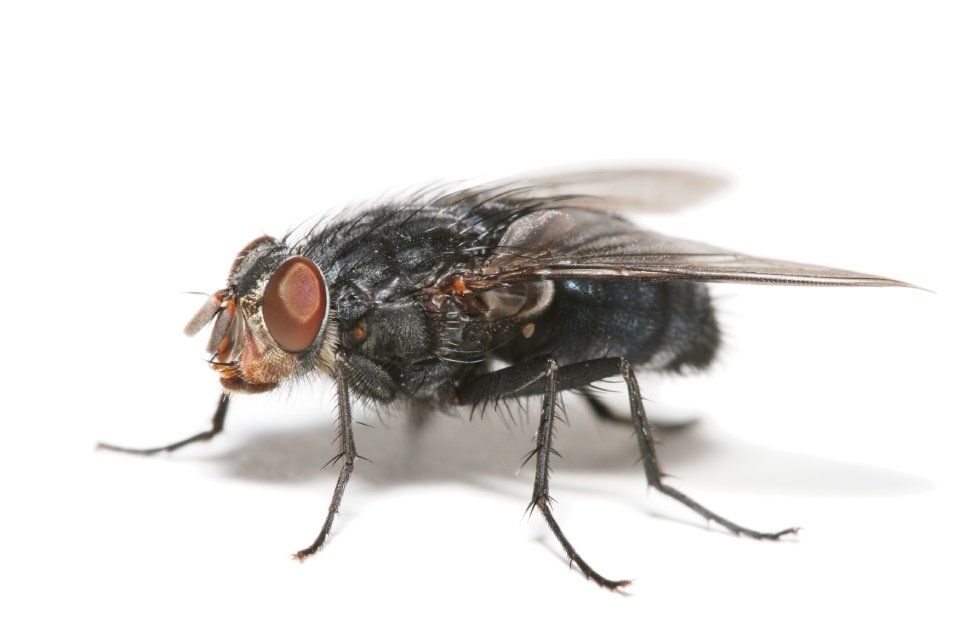 Mosca