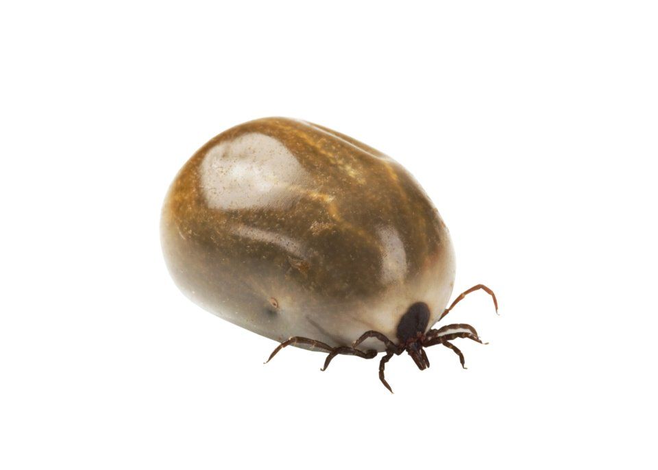Zecca con uova