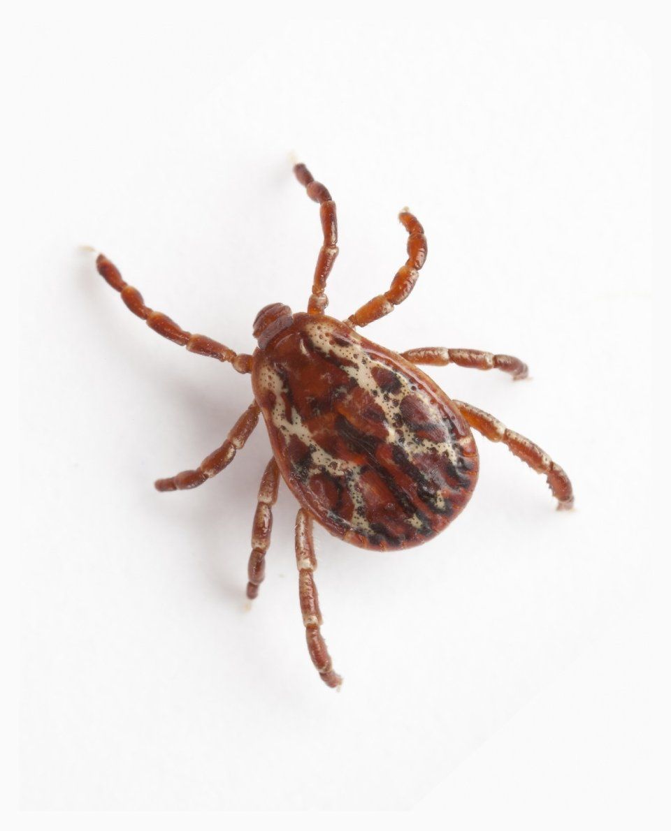 Zecca