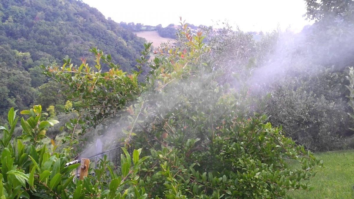 Disinfestazione alberi