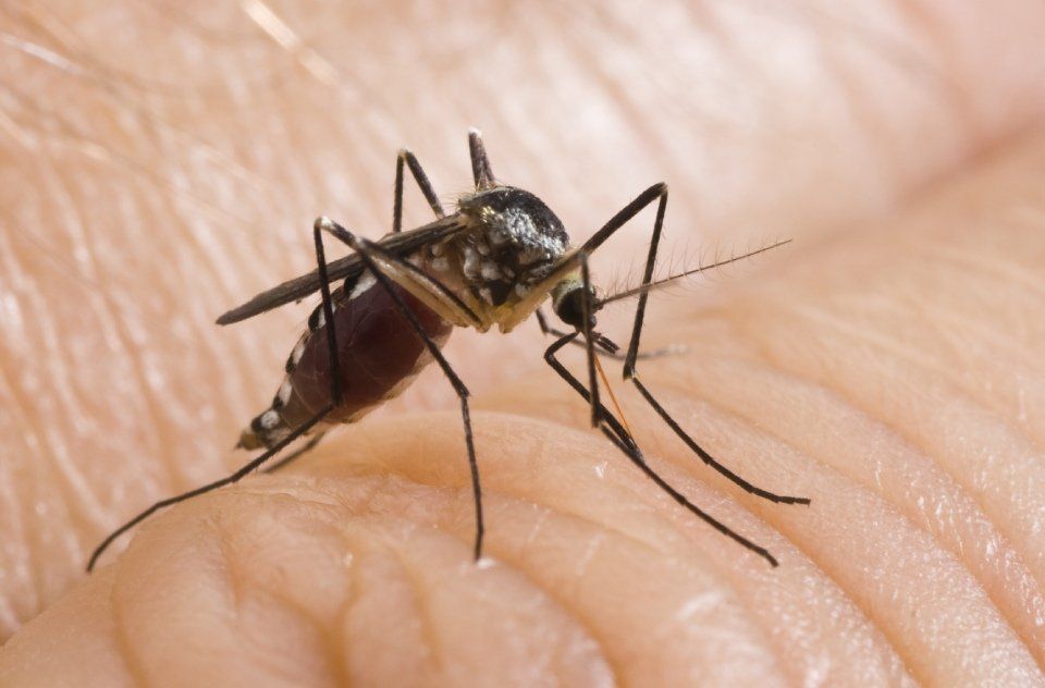 Disinfestazione zanzare