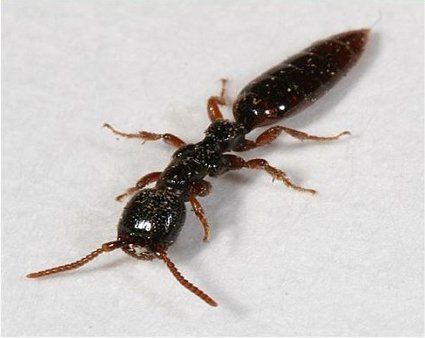 Scleroderma domesticum, insetto