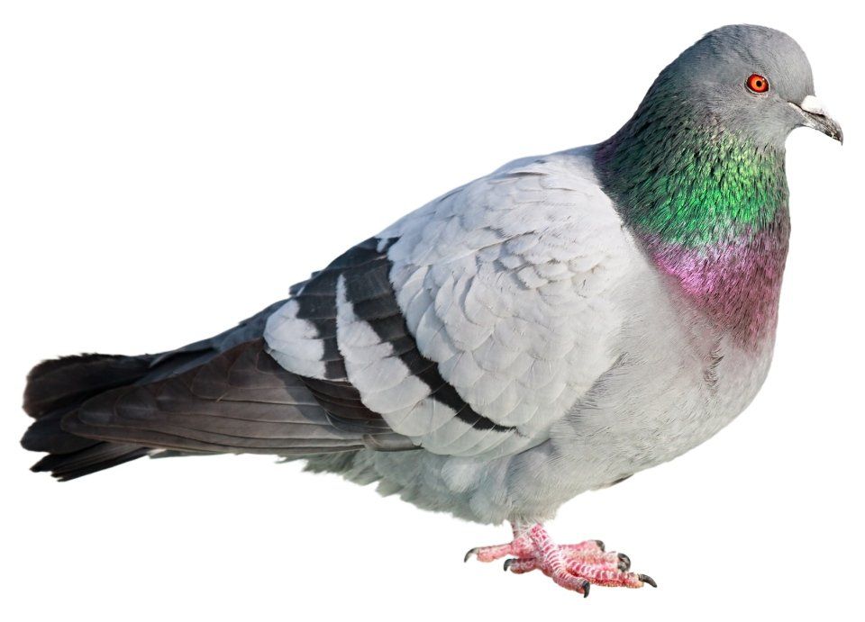 Piccione