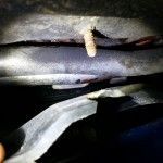Post/Pre Purchase Inspection