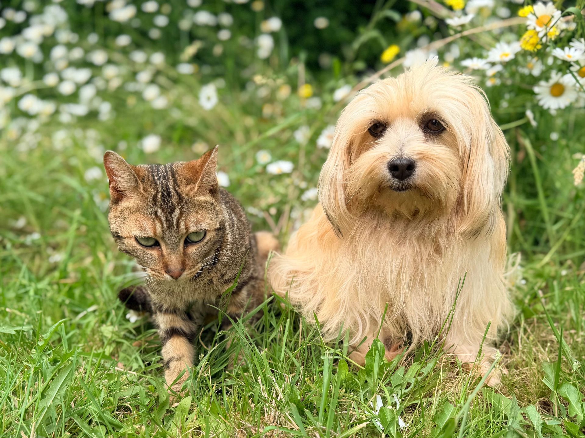 Two golden retriever puppies sitting in orange flowers on a grassy field, tongues out