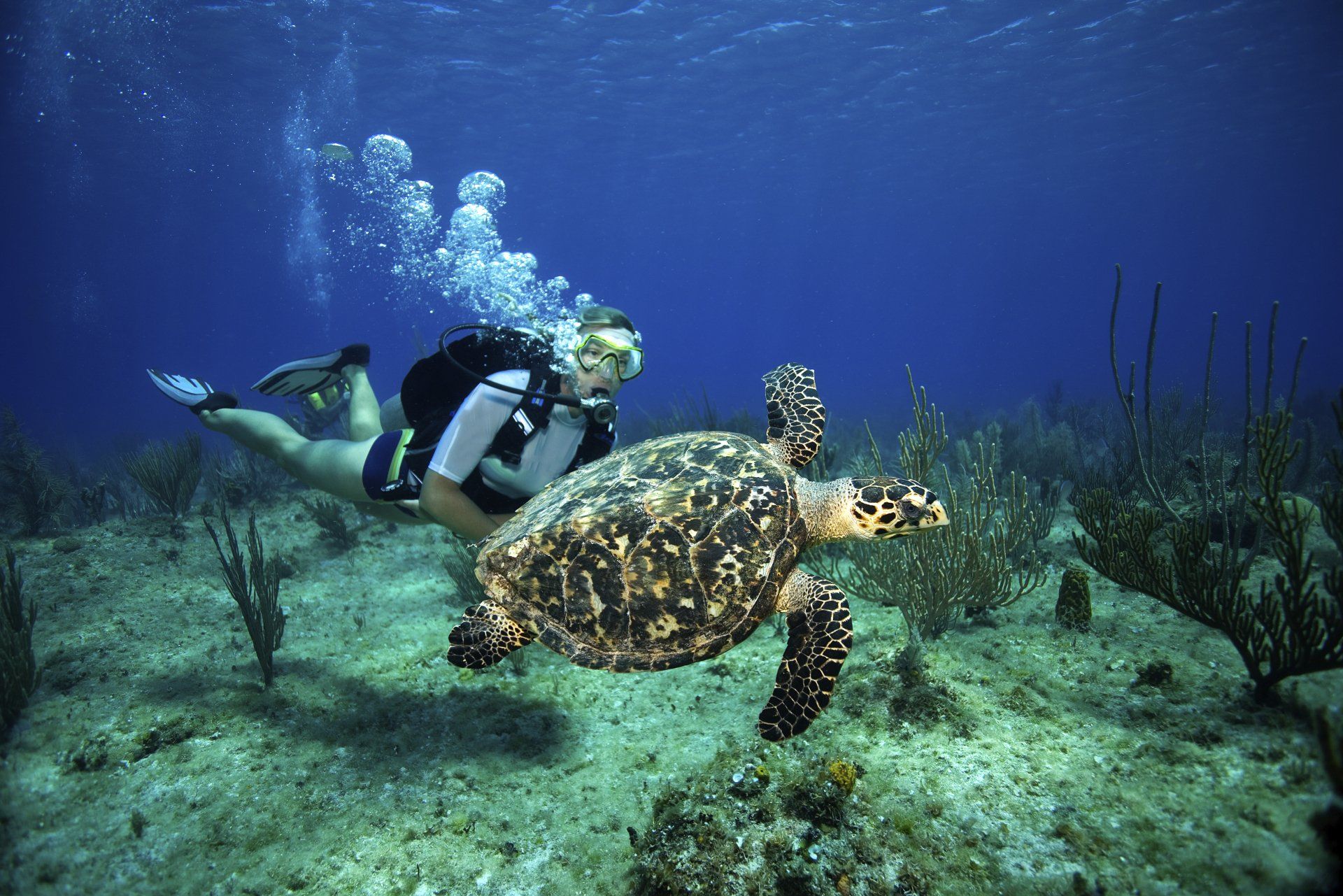 Buzo explorando un arrecife con una tortuga marina, una experiencia memorable para quienes buscan planes San Andrés islas.