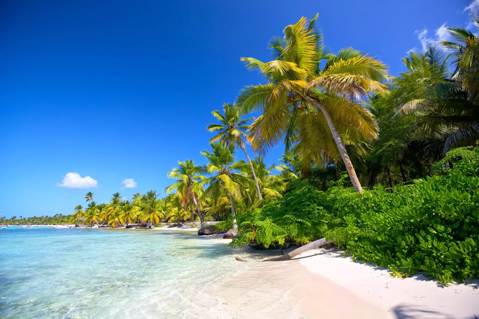 Playa de  San Andrés con palmera, plan para descansar cerca del mar.