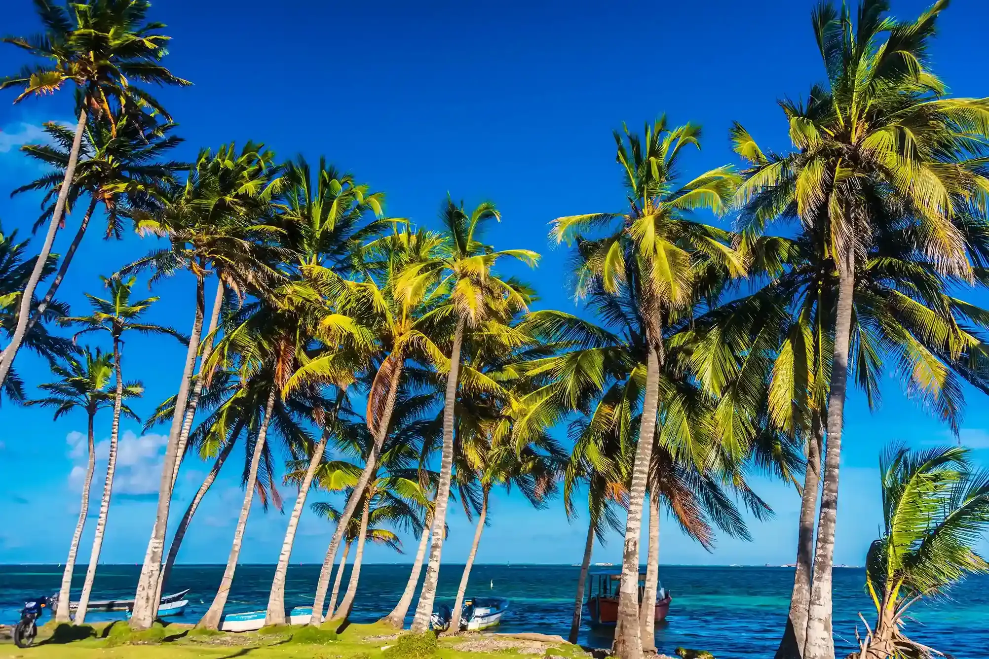 Palmeras frente al mar cerca de Aqualina Inn, uno de los hoteles en San Andrés cerca a la playa.