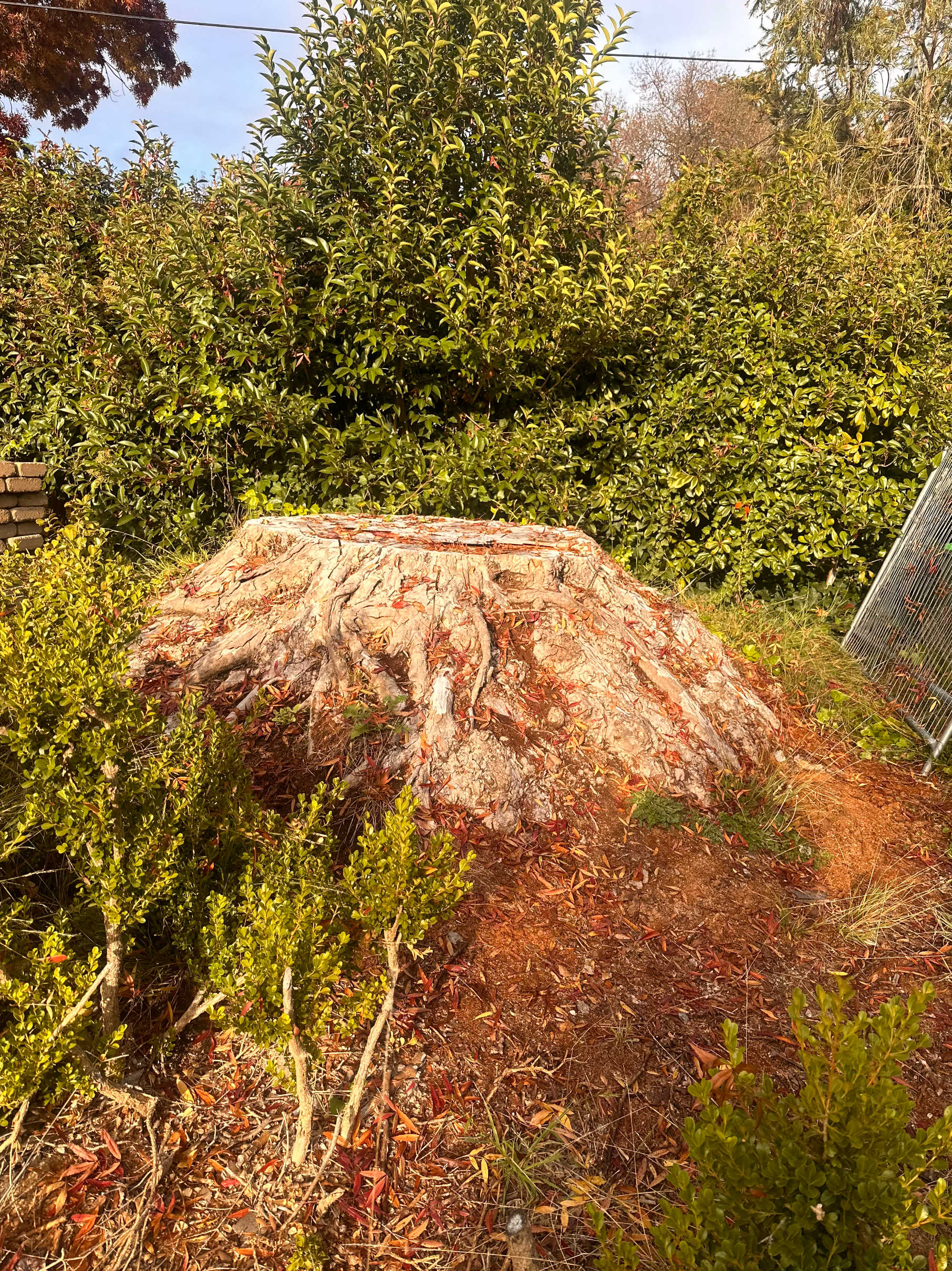 Pile of wood chips in a garden, surrounded by green bushes and brown leaves.