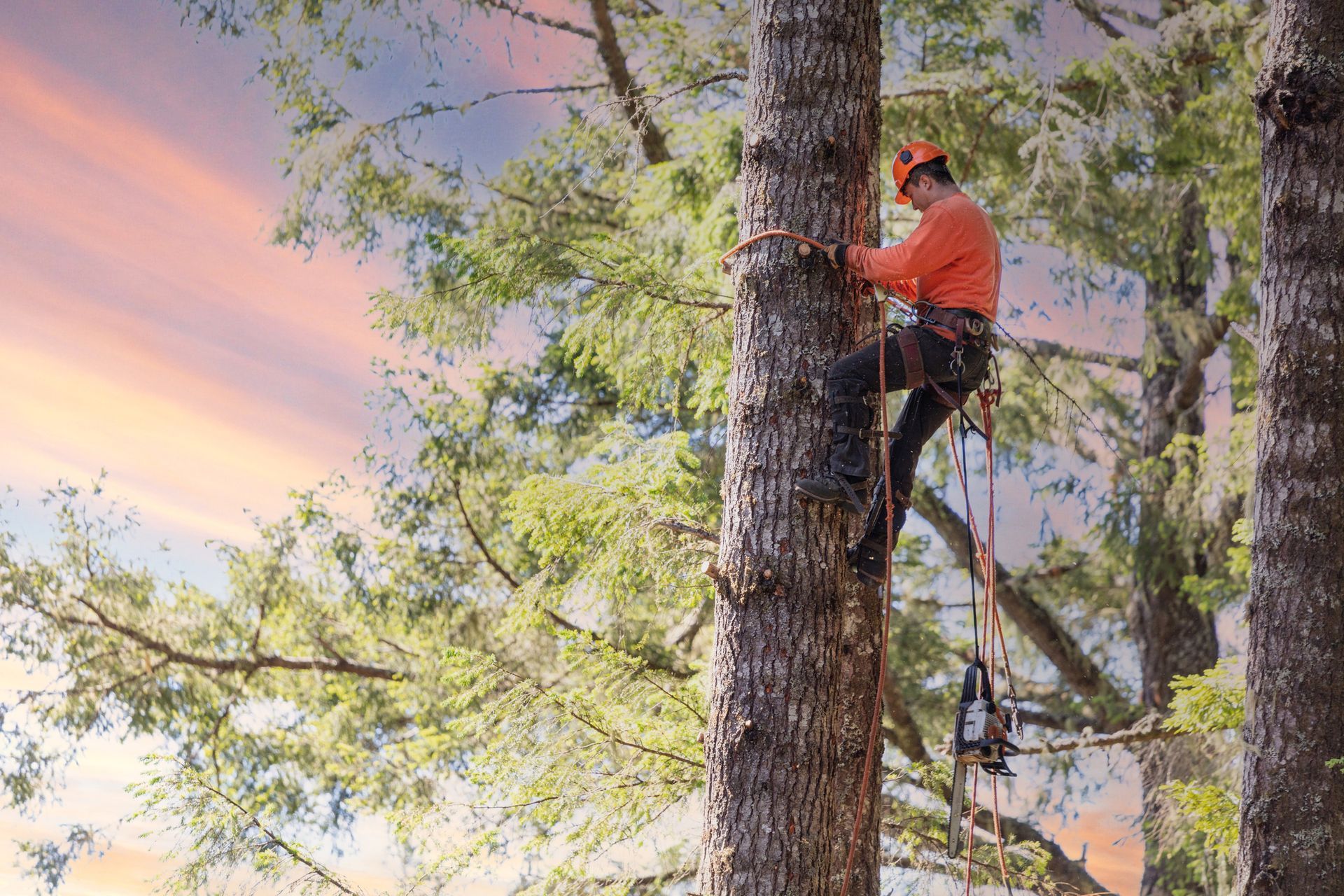 Arborist in orange shirt, climbing a tree with a chainsaw, under a sunset sky.