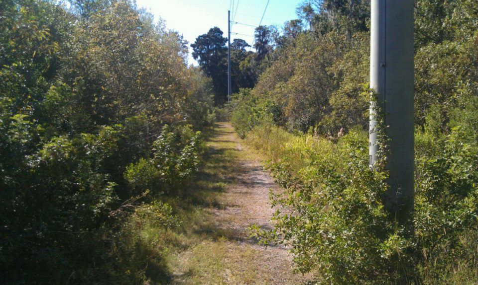 A dirt path going through a lush green forest.