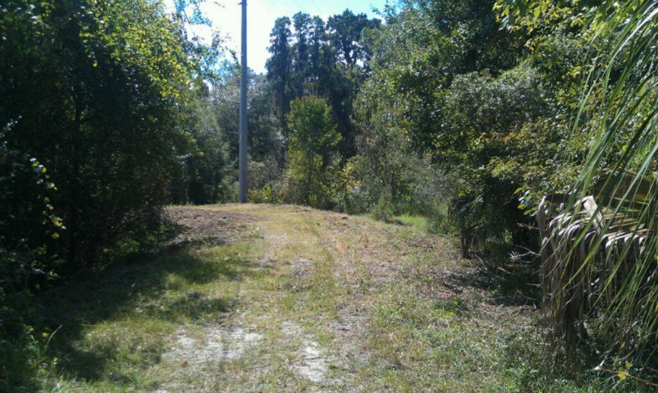 A dirt road going through a lush green forest.