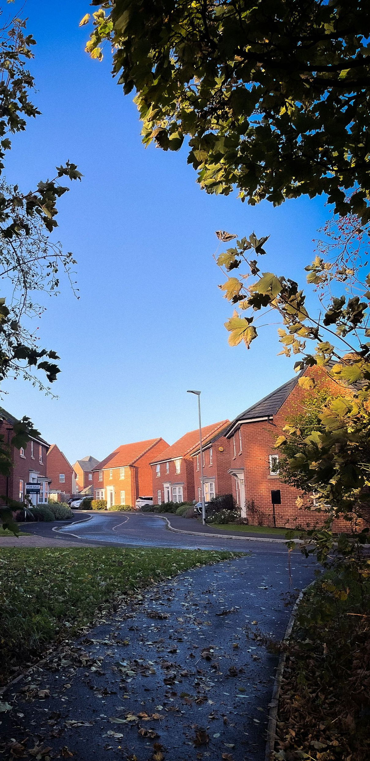 Tree-lined path beside red brick houses under a clear blue sky