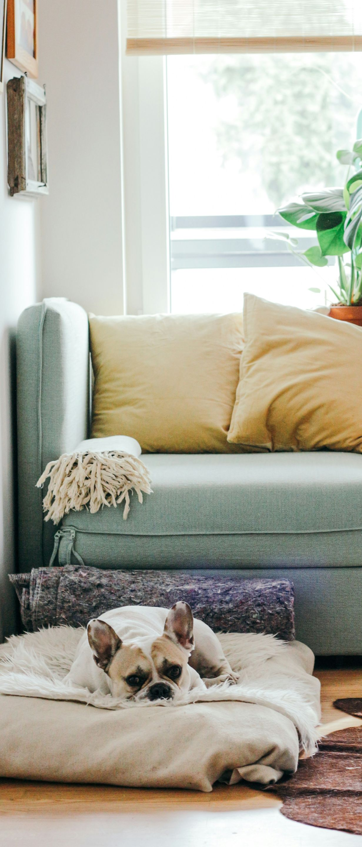 Small dog resting on a beige bed in a bright living room with a mint-green sofa and pillows.