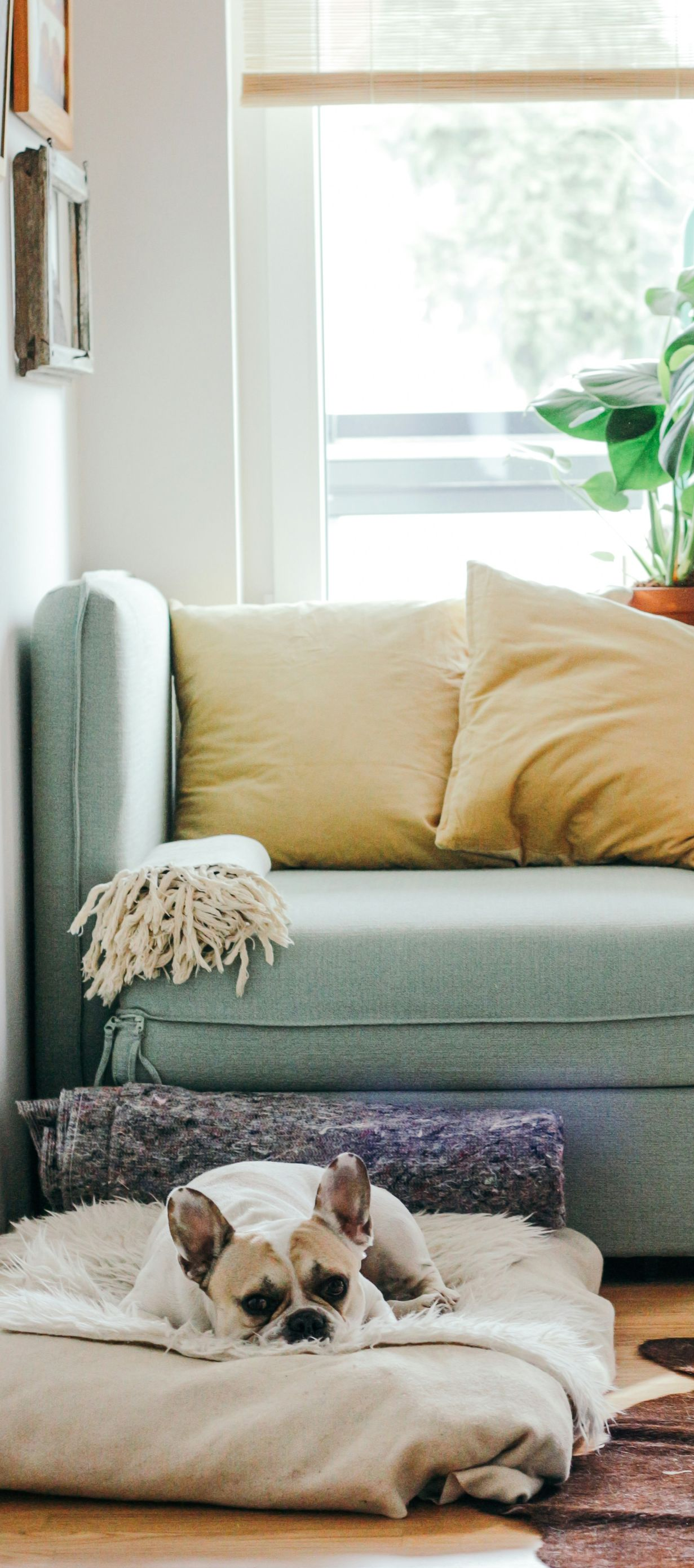 Small dog resting on a beige bed in a bright living room with a mint-green sofa and pillows.