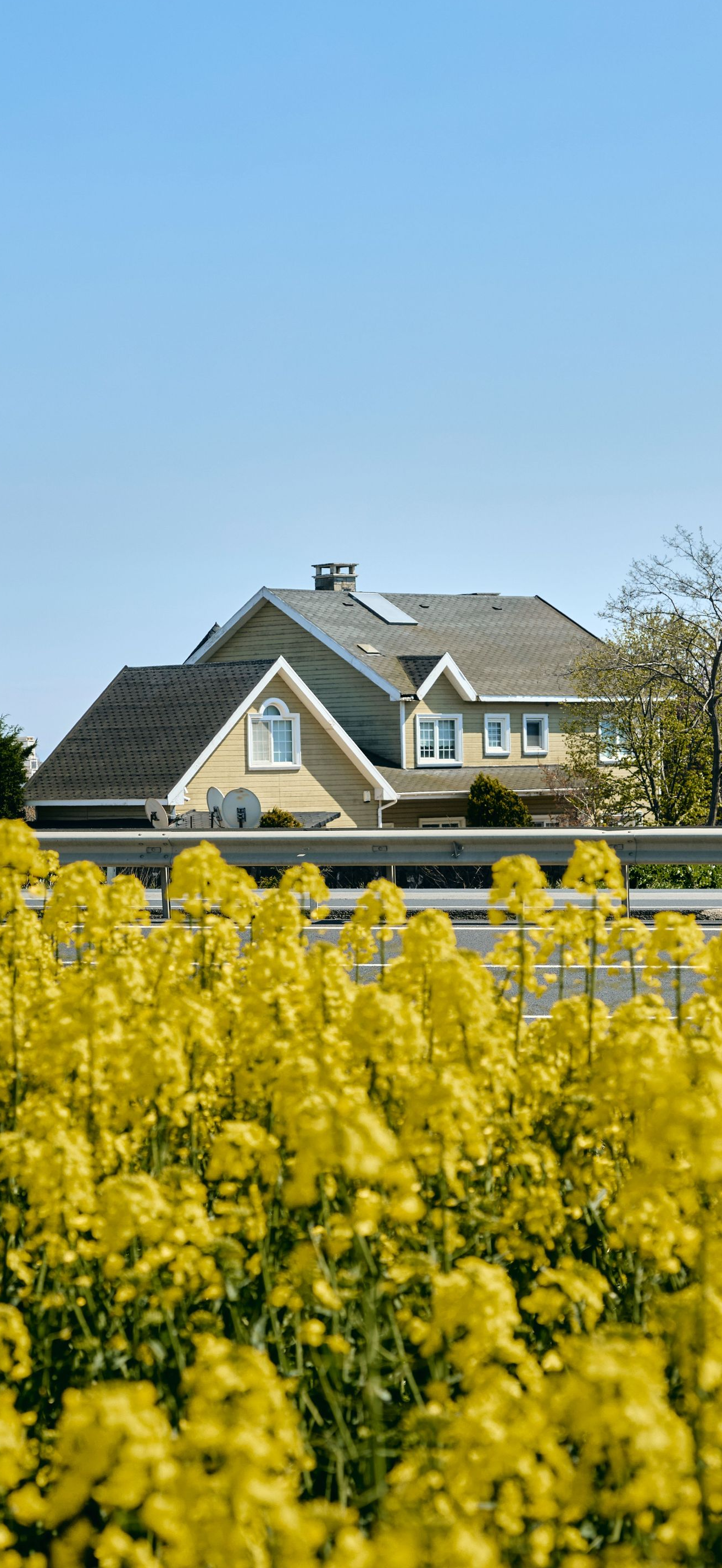 Yellow flowers in foreground with a house and blue sky in the background