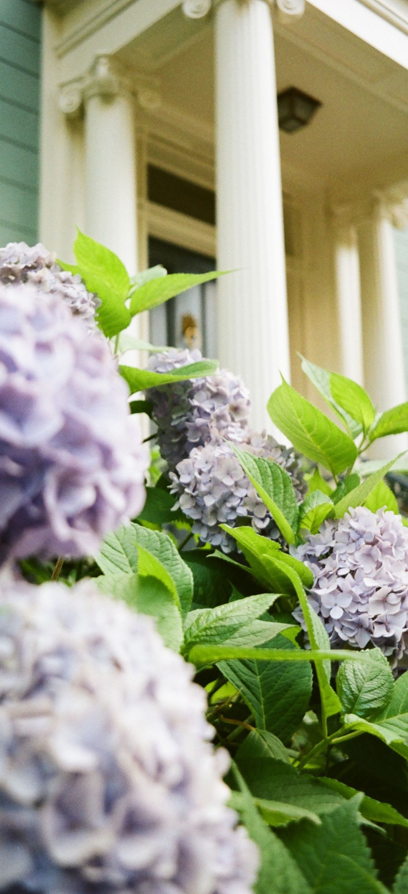 Lavender hydrangeas in front of a white porch with columns and green siding
