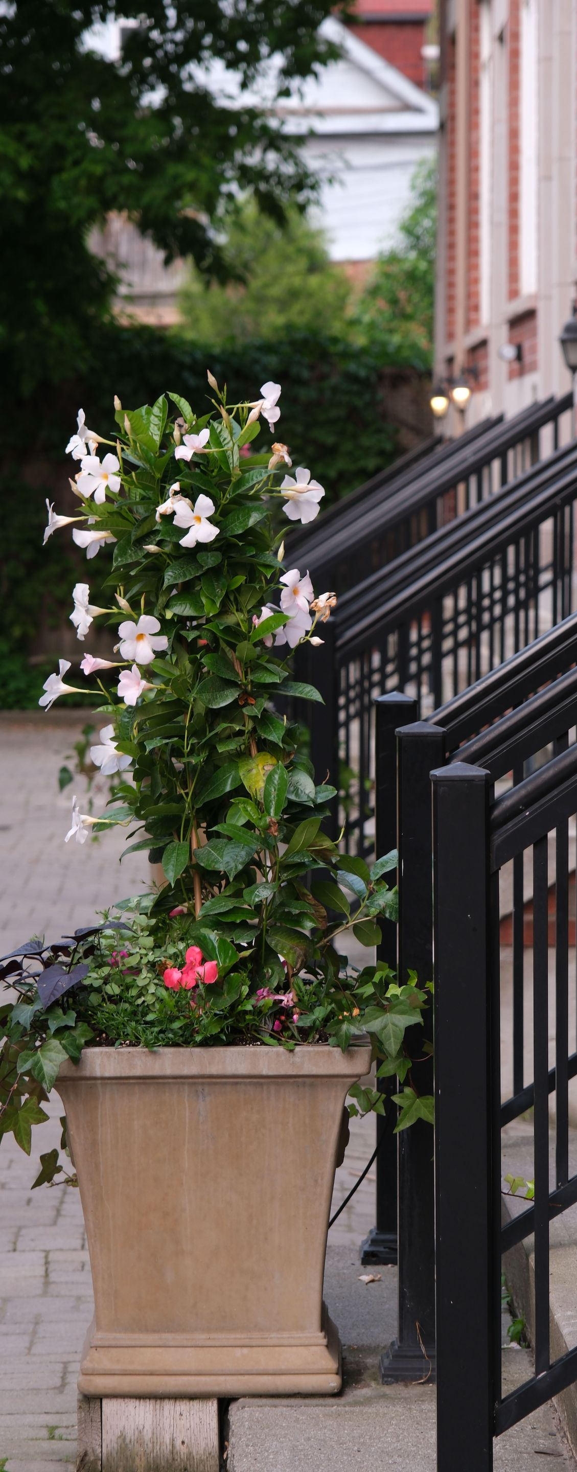 Flowering plant in a tan planter beside black railings on a city sidewalk.
