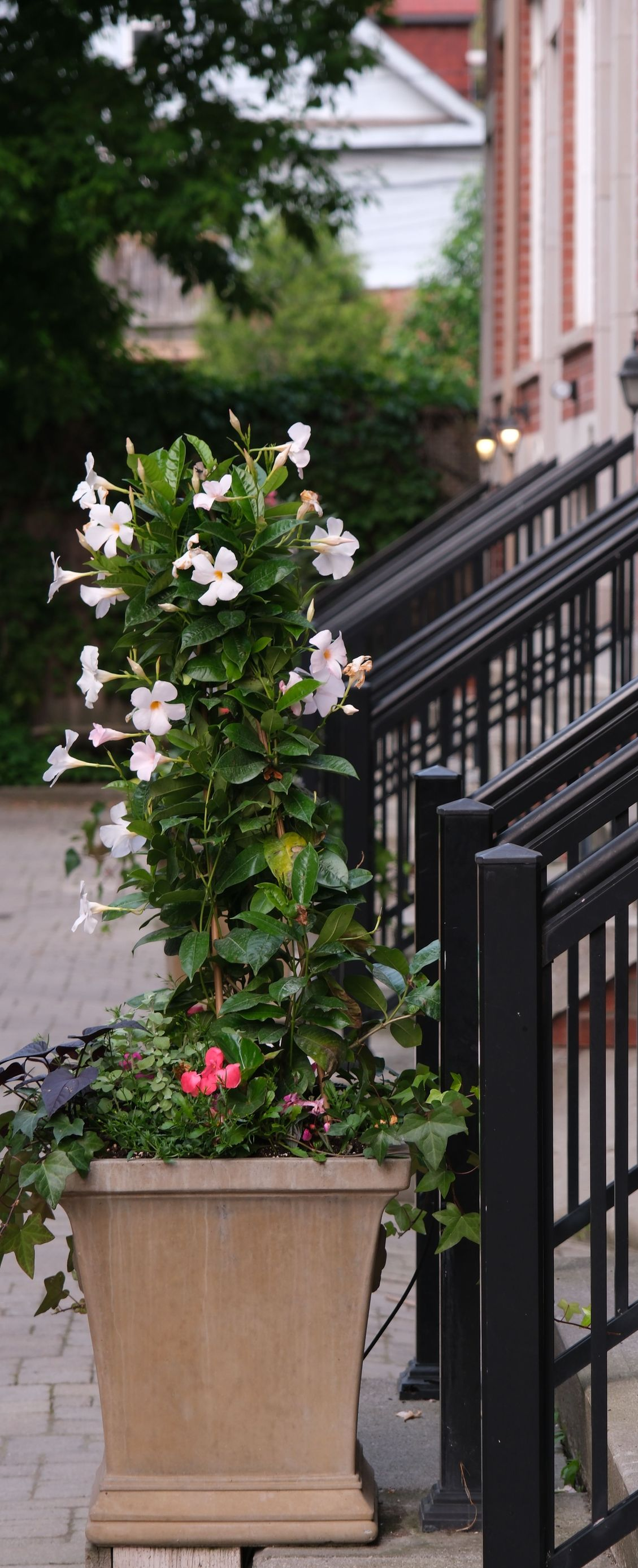 Flowering plant in a tan planter beside black railings on a city sidewalk.