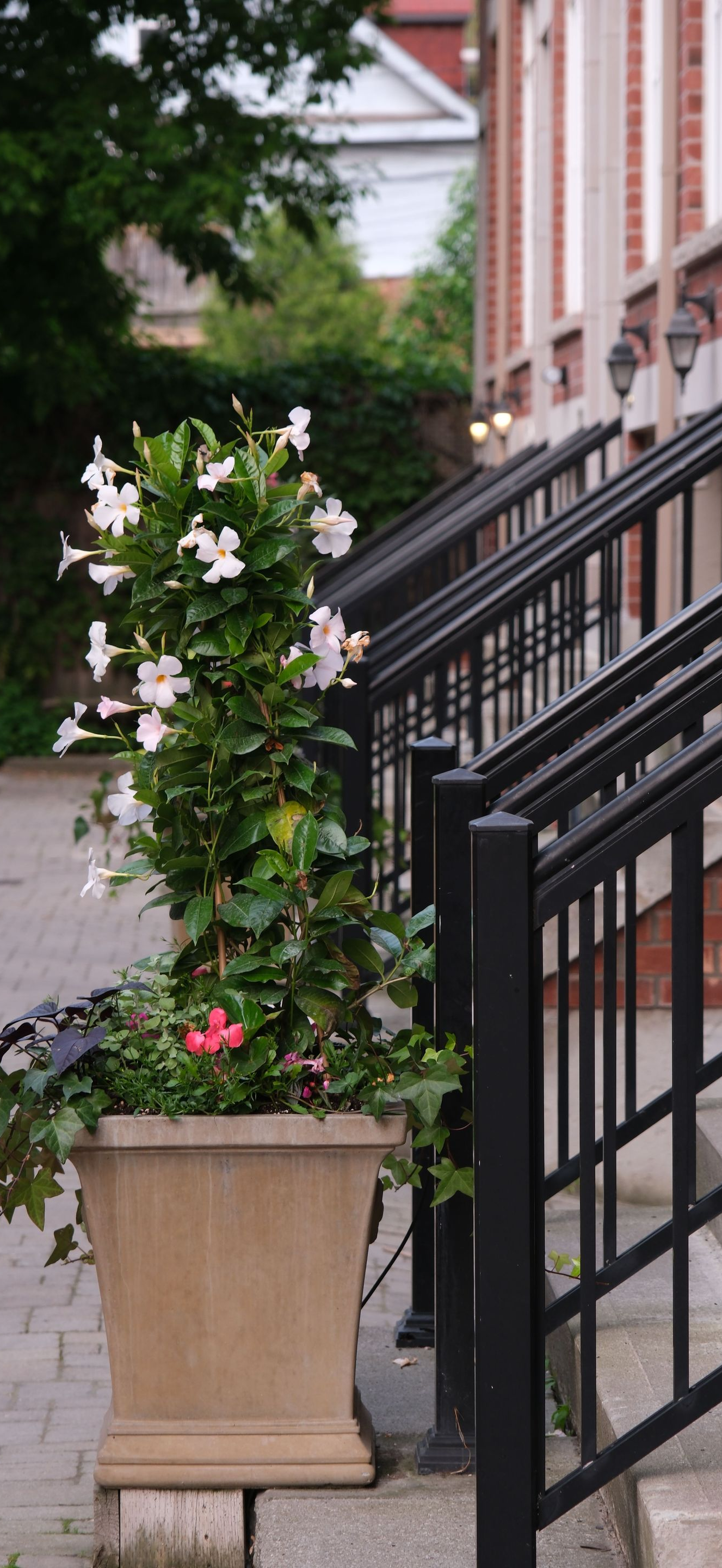 Potted flowering plant with pink and white blossoms beside black stairs on a sidewalk
