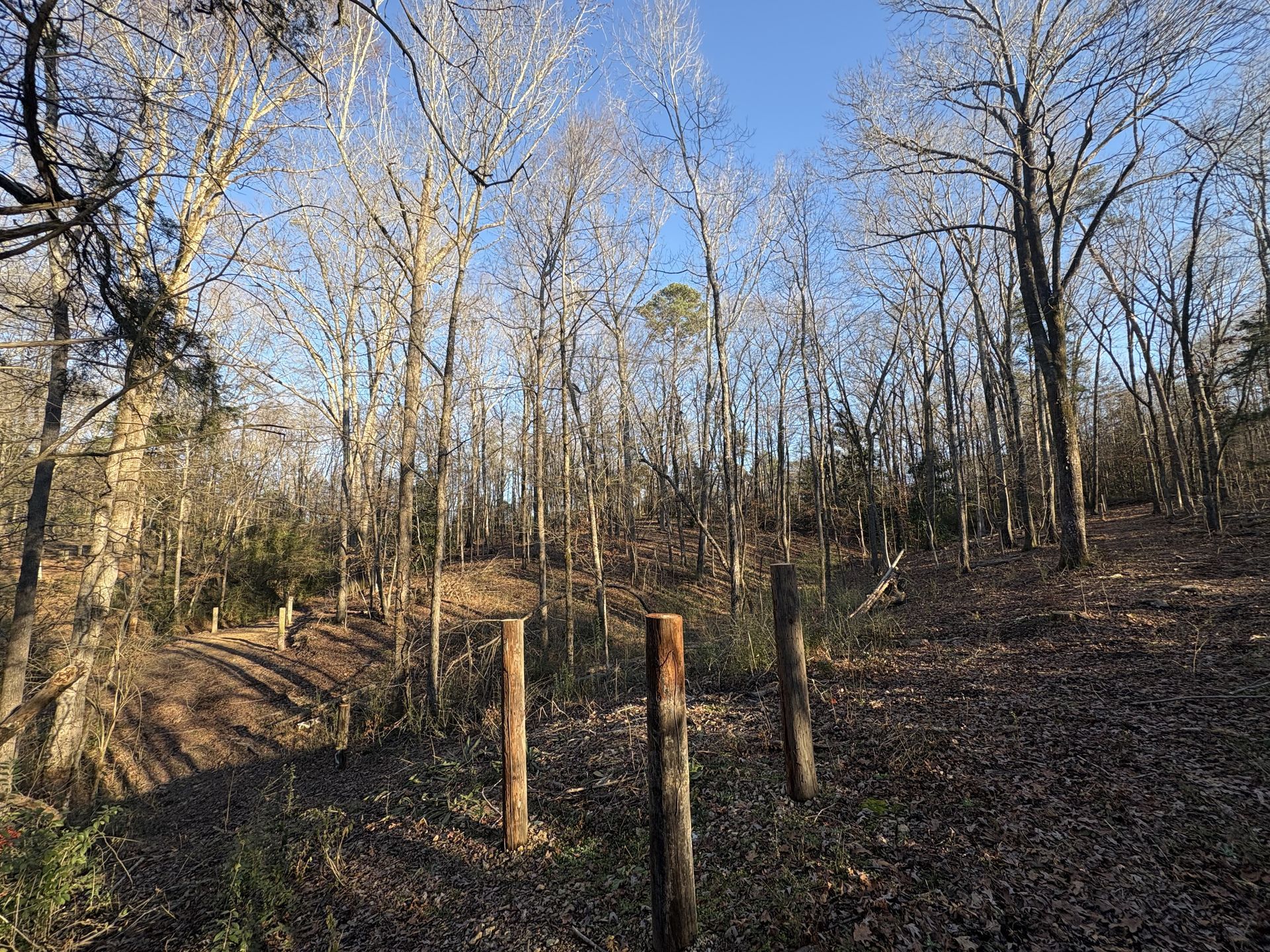 A fence in the middle of a forest with trees without leaves.