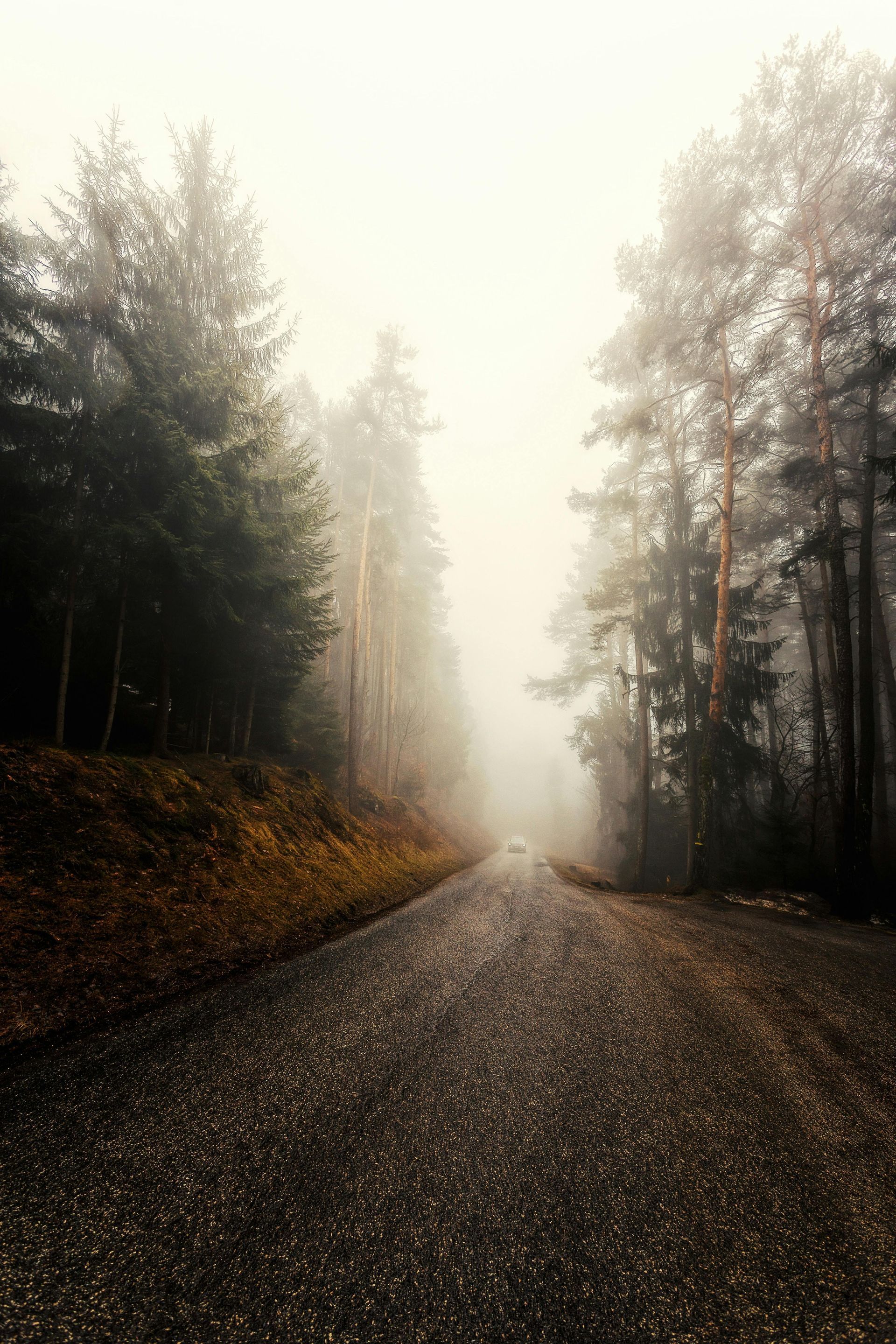 A road going through a foggy forest on a foggy day.