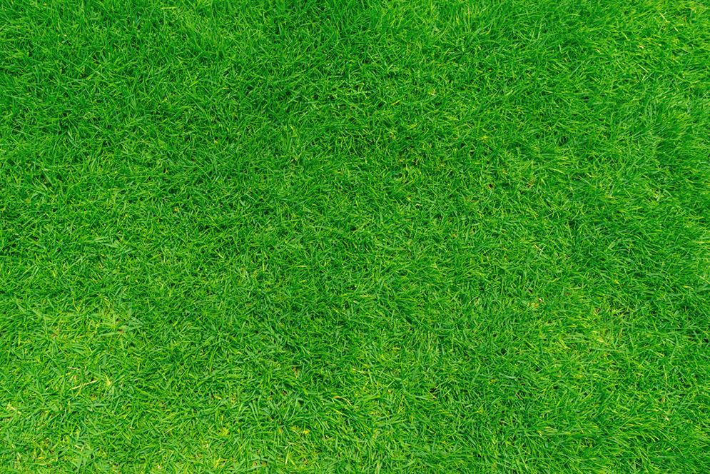 A Close Up of a Lush Green Field of Grass — Highfields Turf in Crows Nest, QLD