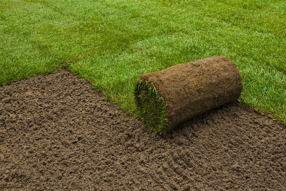 A Roll of Turf is Sitting on Top of a Lush Green Lawn — Highfields Turf in Crows Nest, QLD