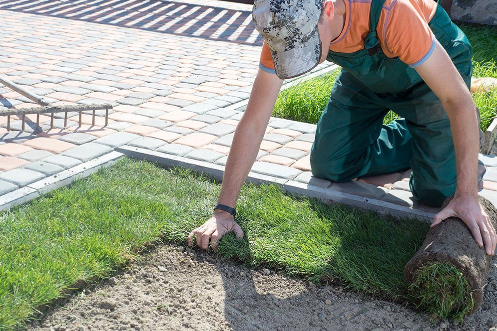 A Man is Kneeling on the Ground Holding a Roll of Grass — Highfields Turf in Westbrook, QLD