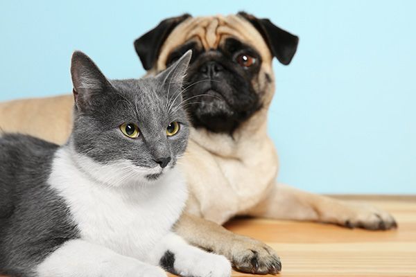 Gray-and-white cat and tan pug lying together on a wooden surface against a blue background