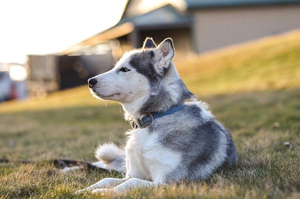 Gray-and-white husky lying in grass outdoors, looking left in warm sunlight