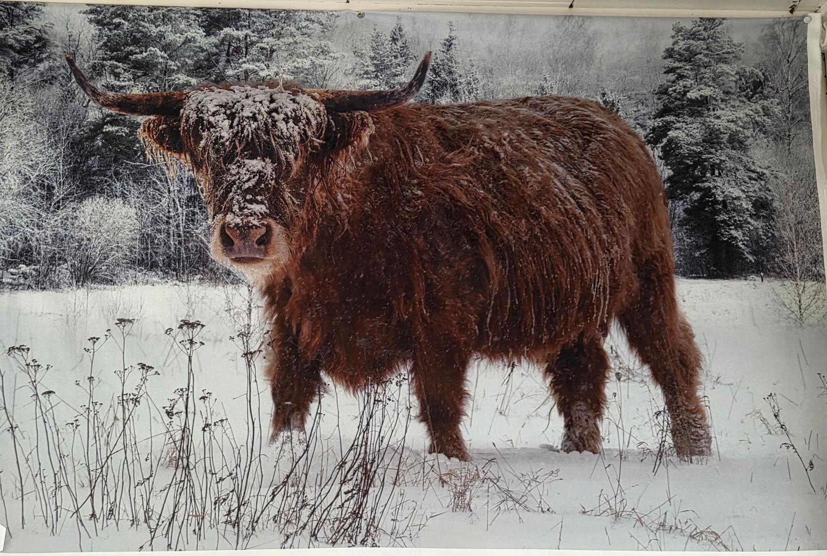 Brown shaggy cow standing in snowy field with trees in the background